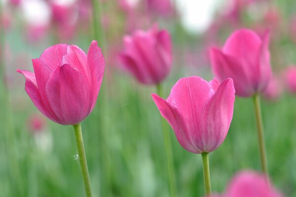 Un sacco di bellissimi tulipani rosa