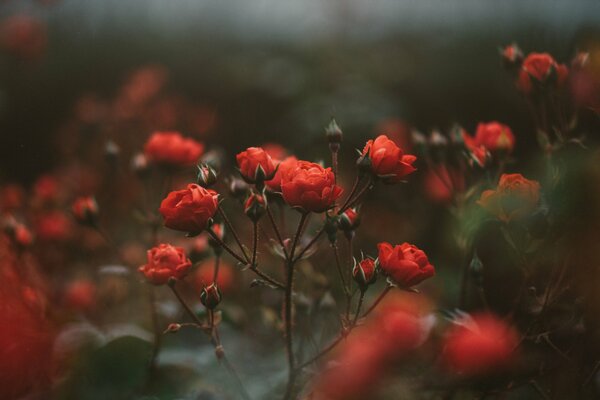 Rosiers rouges