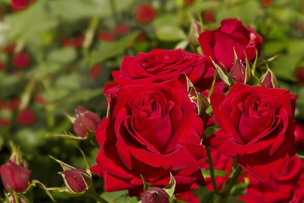 Red roses in the field