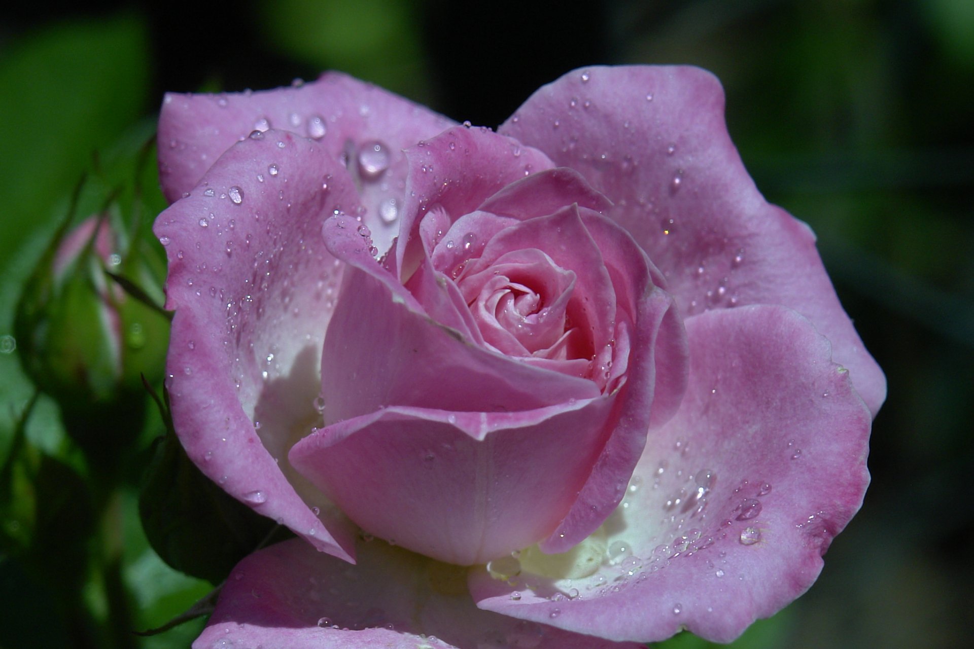 rosa brote pétalos gotas macro