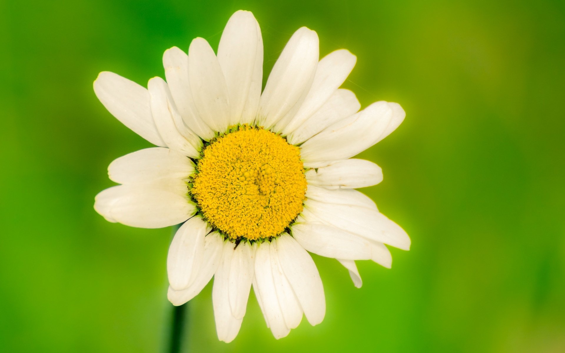 fiori fiori fiore fiore margherita bianco verde sfondo sfocatura carta da parati widescreen schermo intero widescreen widescreen