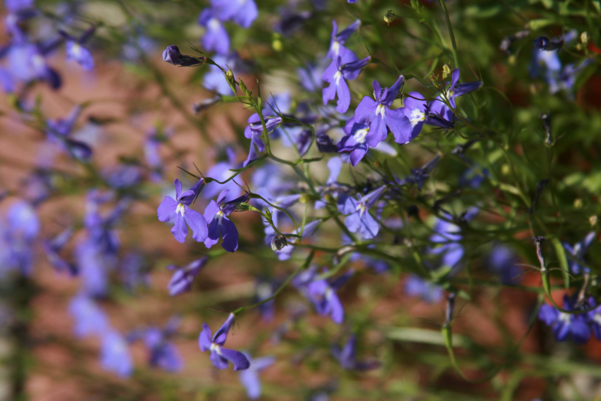 flores flor azul naturaleza planta flores