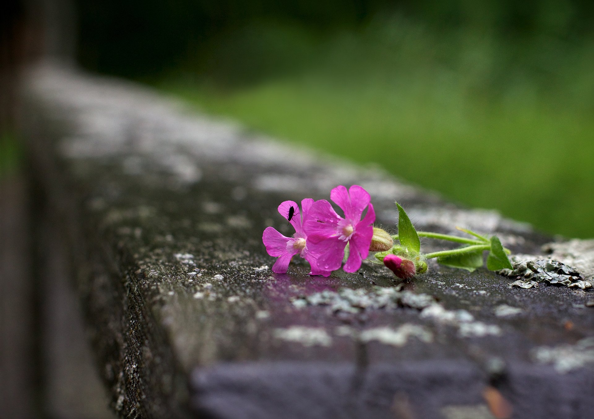 flores rosa insecto bokeh