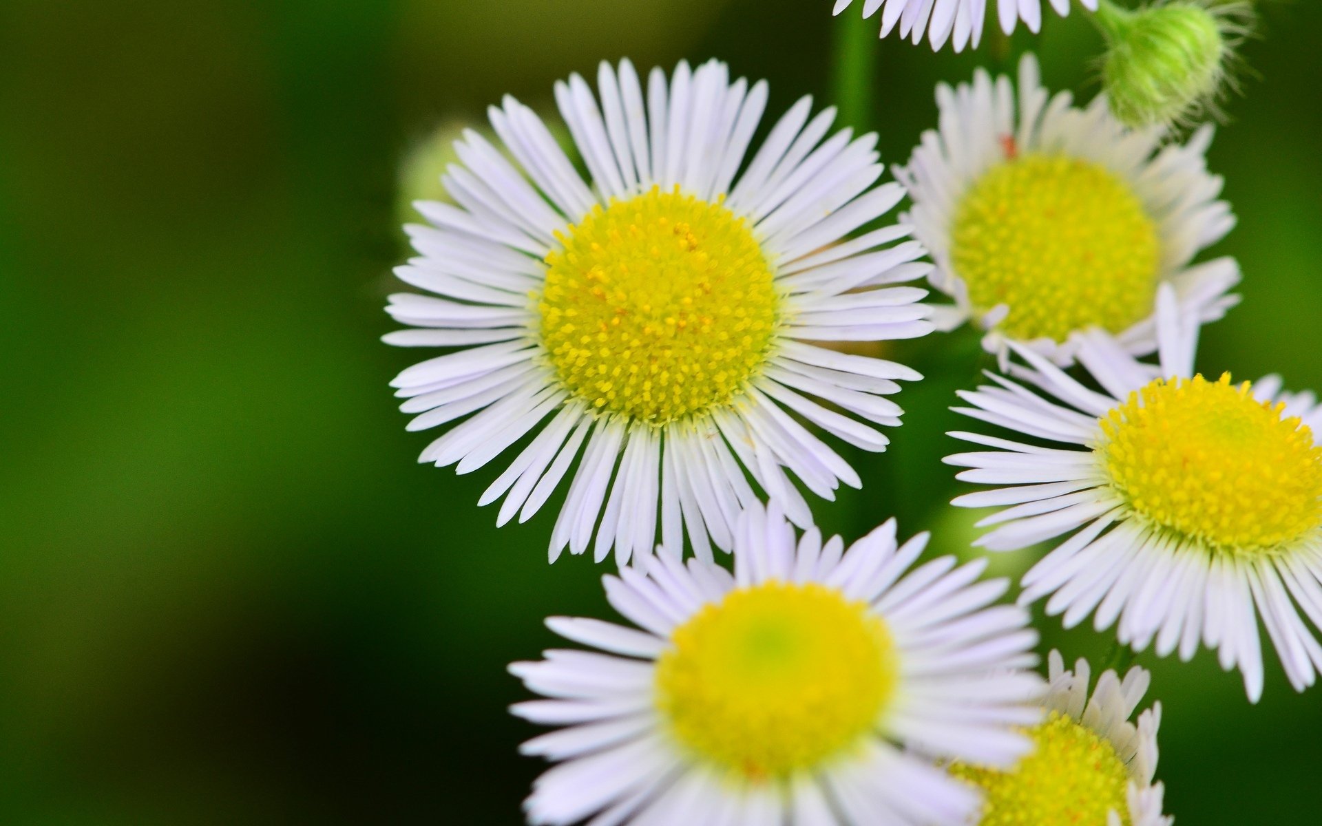 fiori fiori giallo bianco petali macro fiore sfondo carta da parati widescreen schermo intero widescreen widescreen