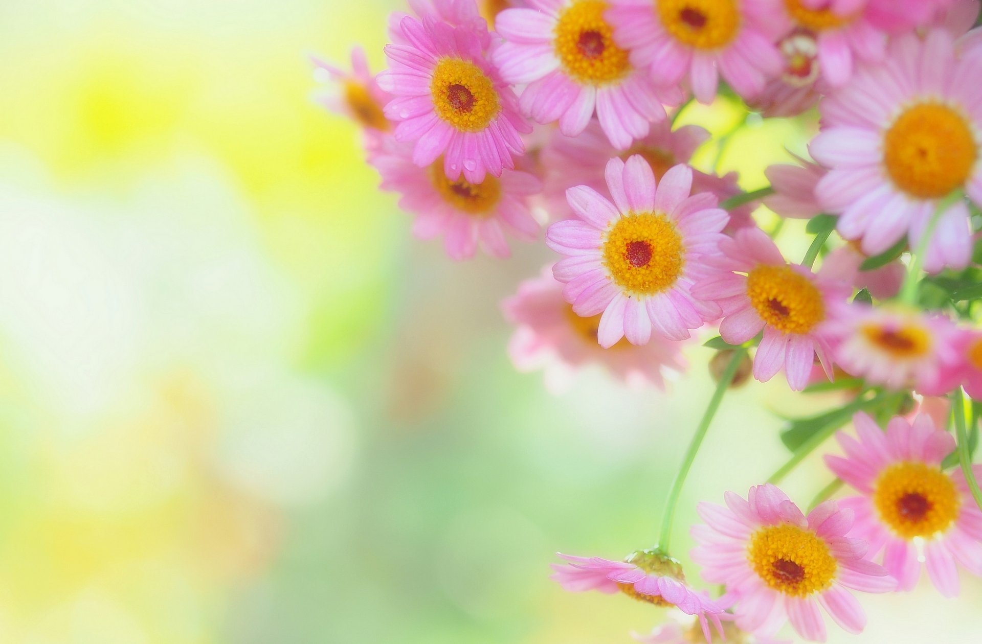 marguerites pétales tendresse