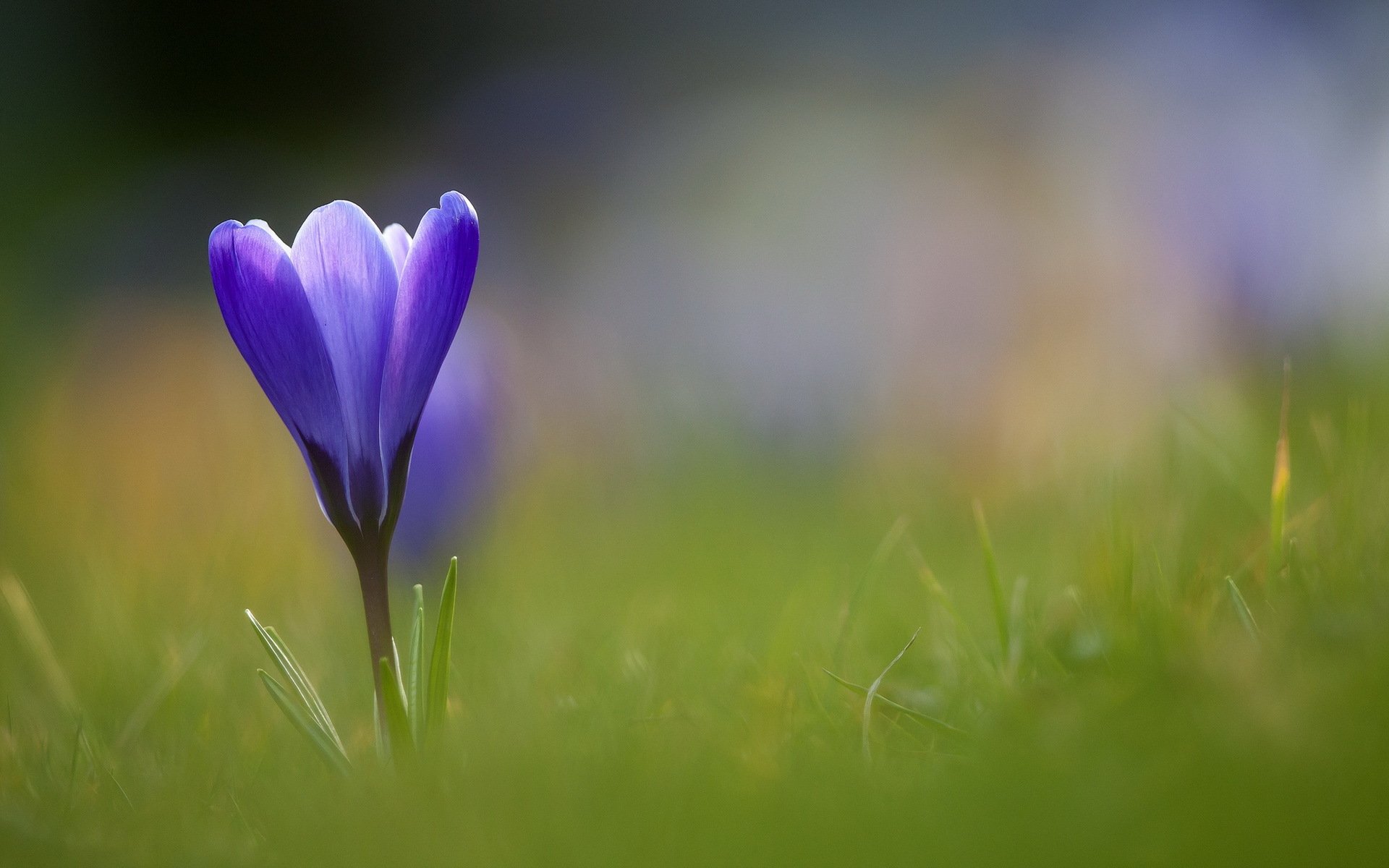 gras blume blau krokus