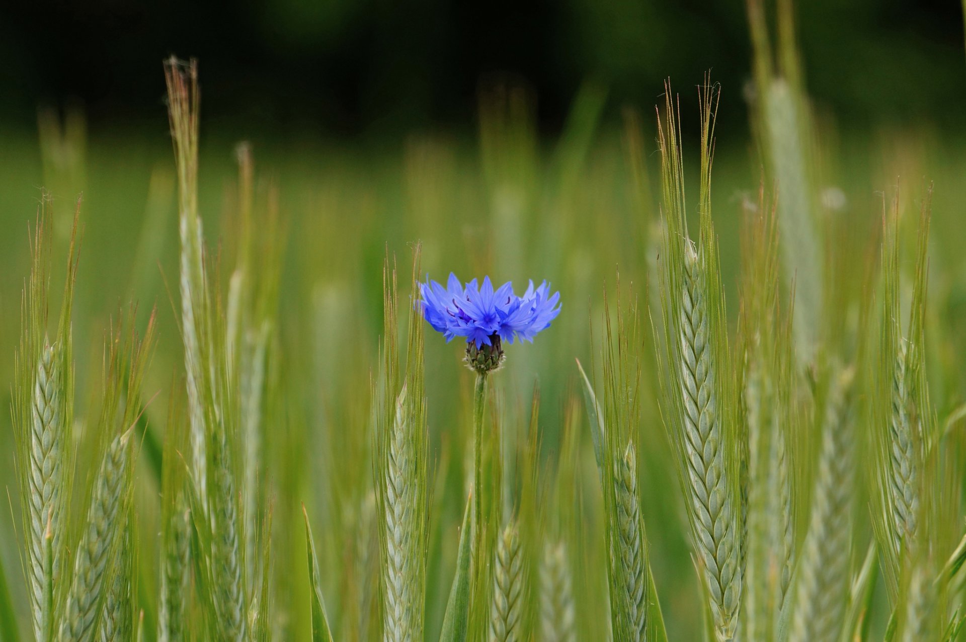 haar blau blume feld ohren