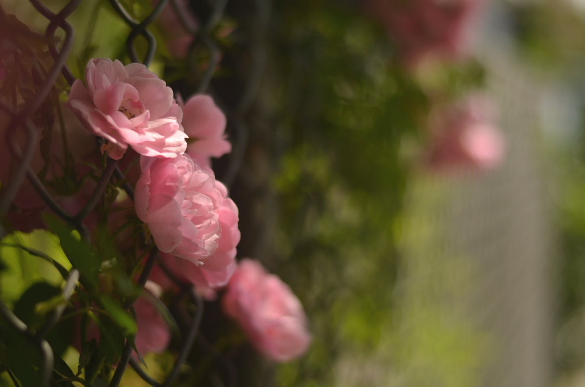 kamelie rosa blumen blütenblätter zaun makro unschärfe