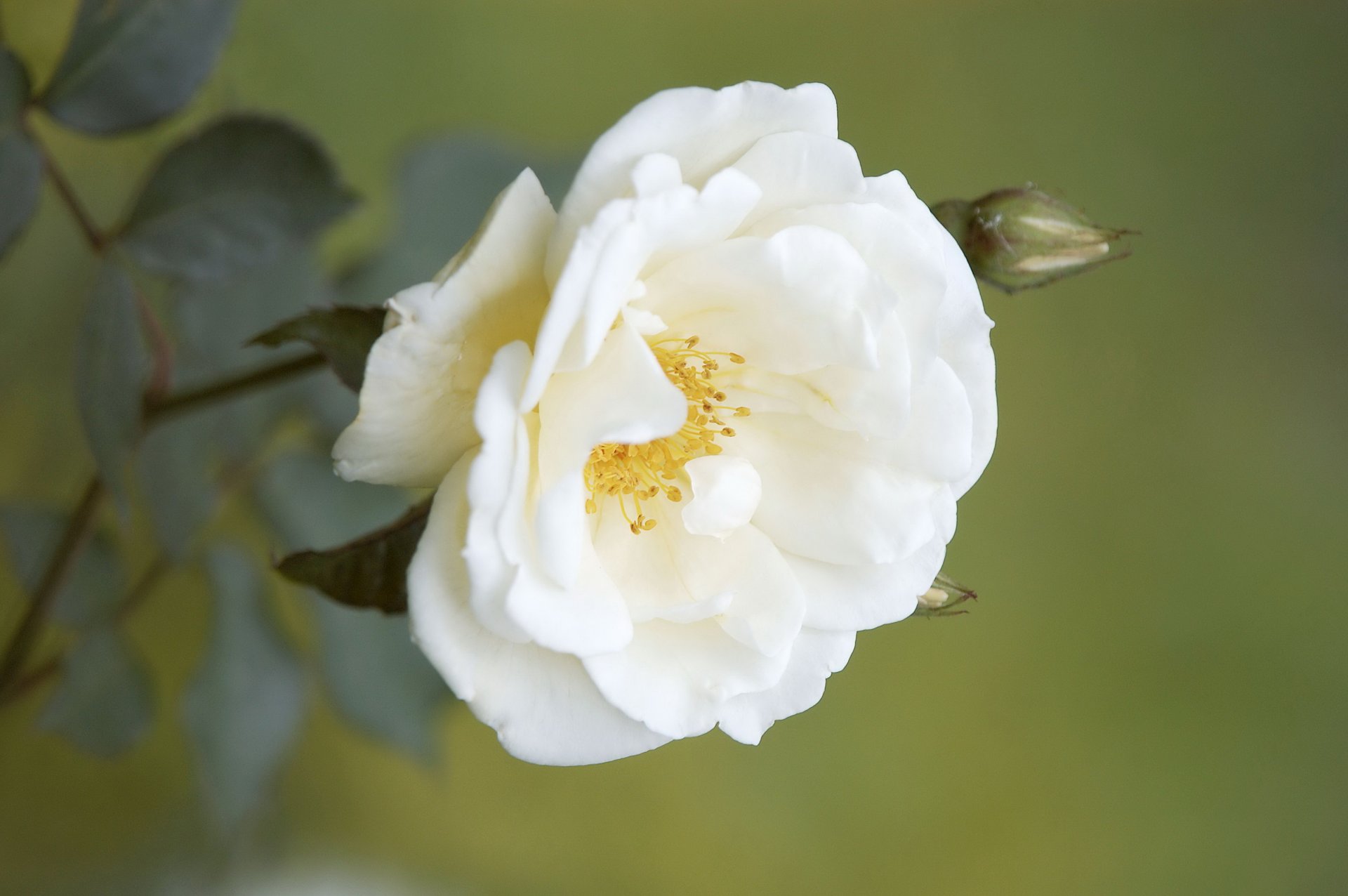 rama flor blanco rosa mosqueta brotes