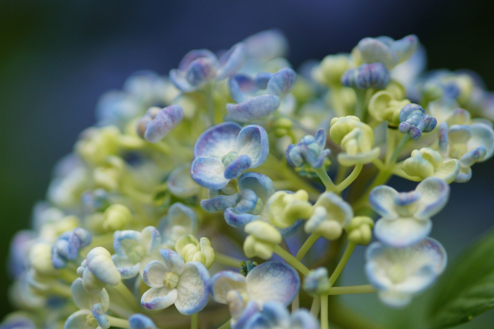 fleurs gros plan hortensia blanc lilas bourgeons