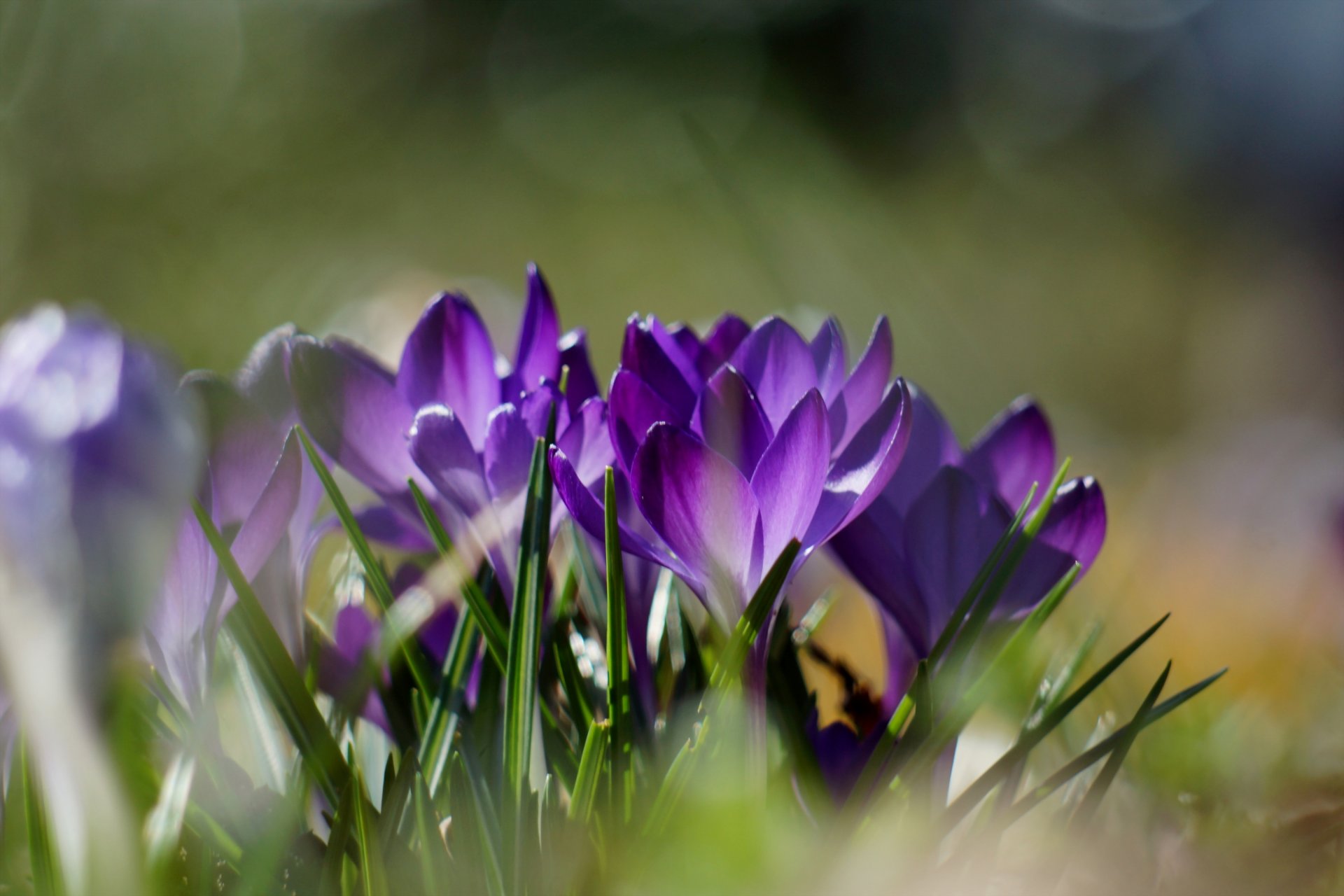 crochi primavera fiori natura erba