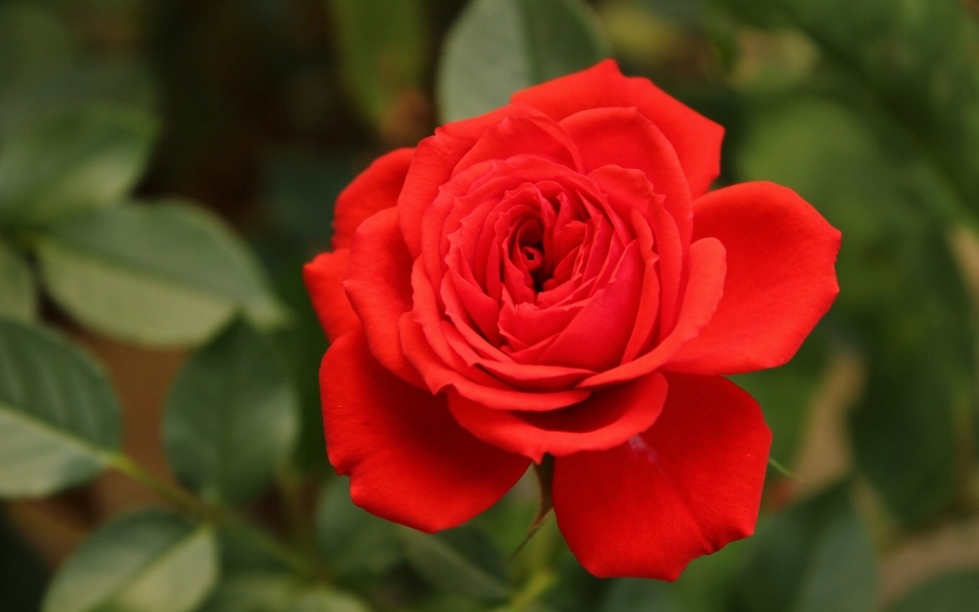 rose bud petals close up