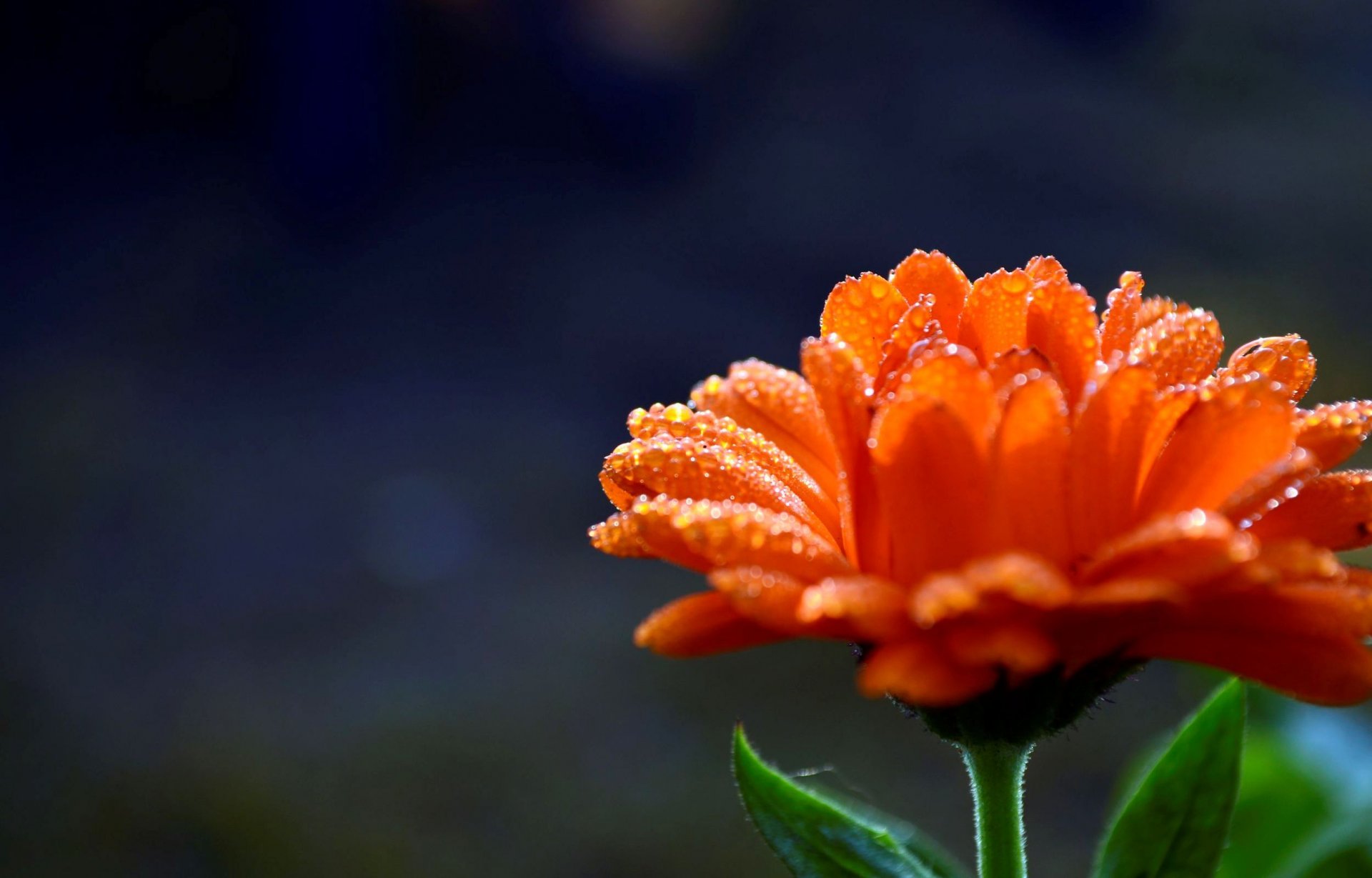 flores florecita flor pétalos rocío gotas agua naranja desenfoque bokeh fondo papel pintado pantalla ancha pantalla completa pantalla ancha pantalla ancha