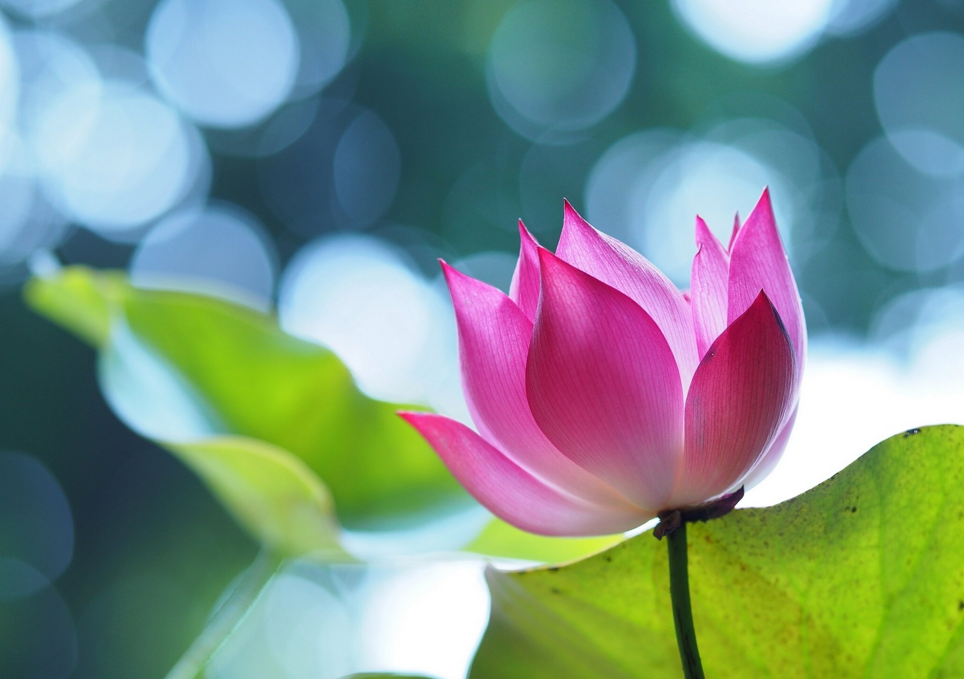 lotus petals close up reflection