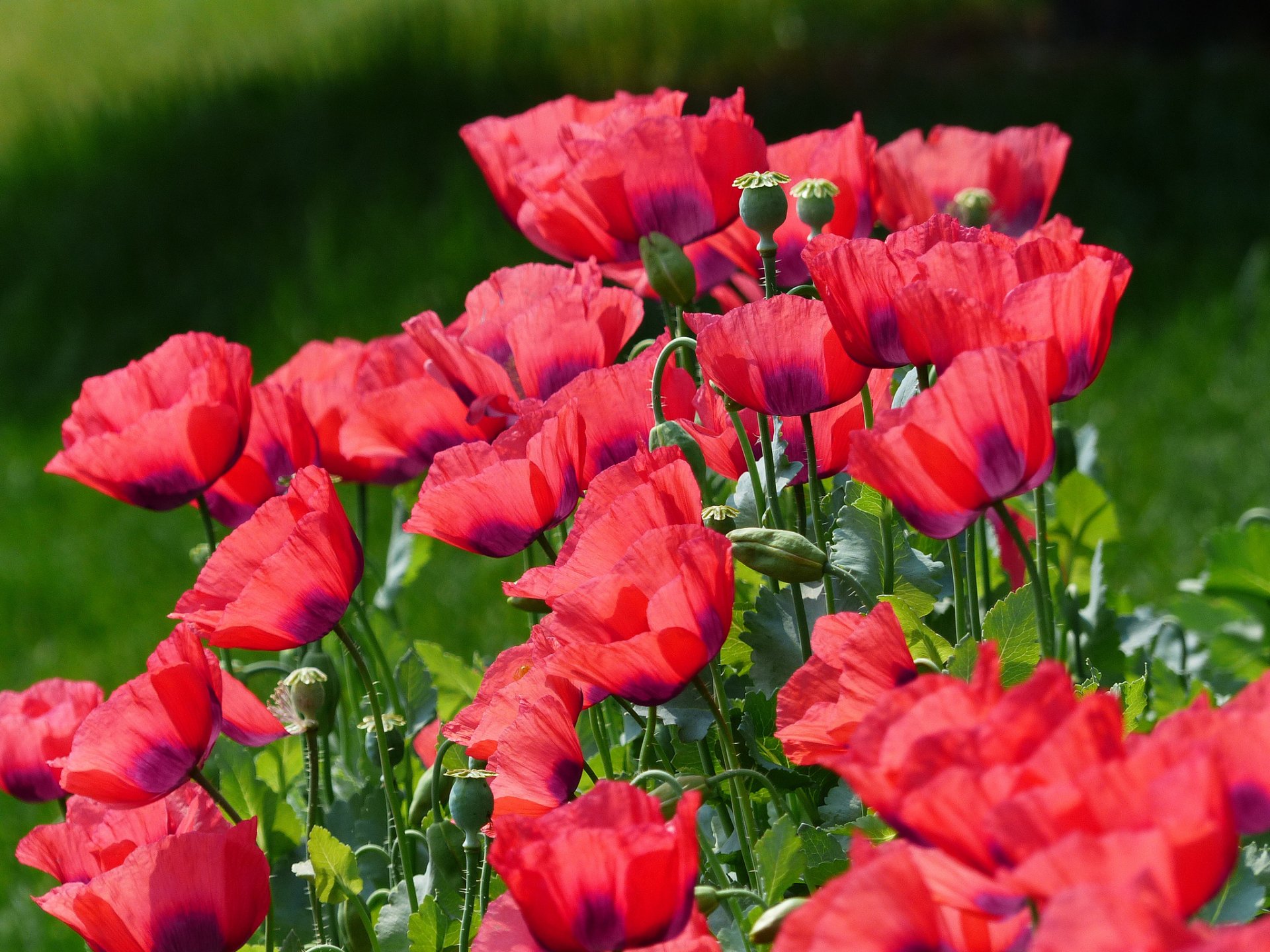 poppies petals the field meadow nature