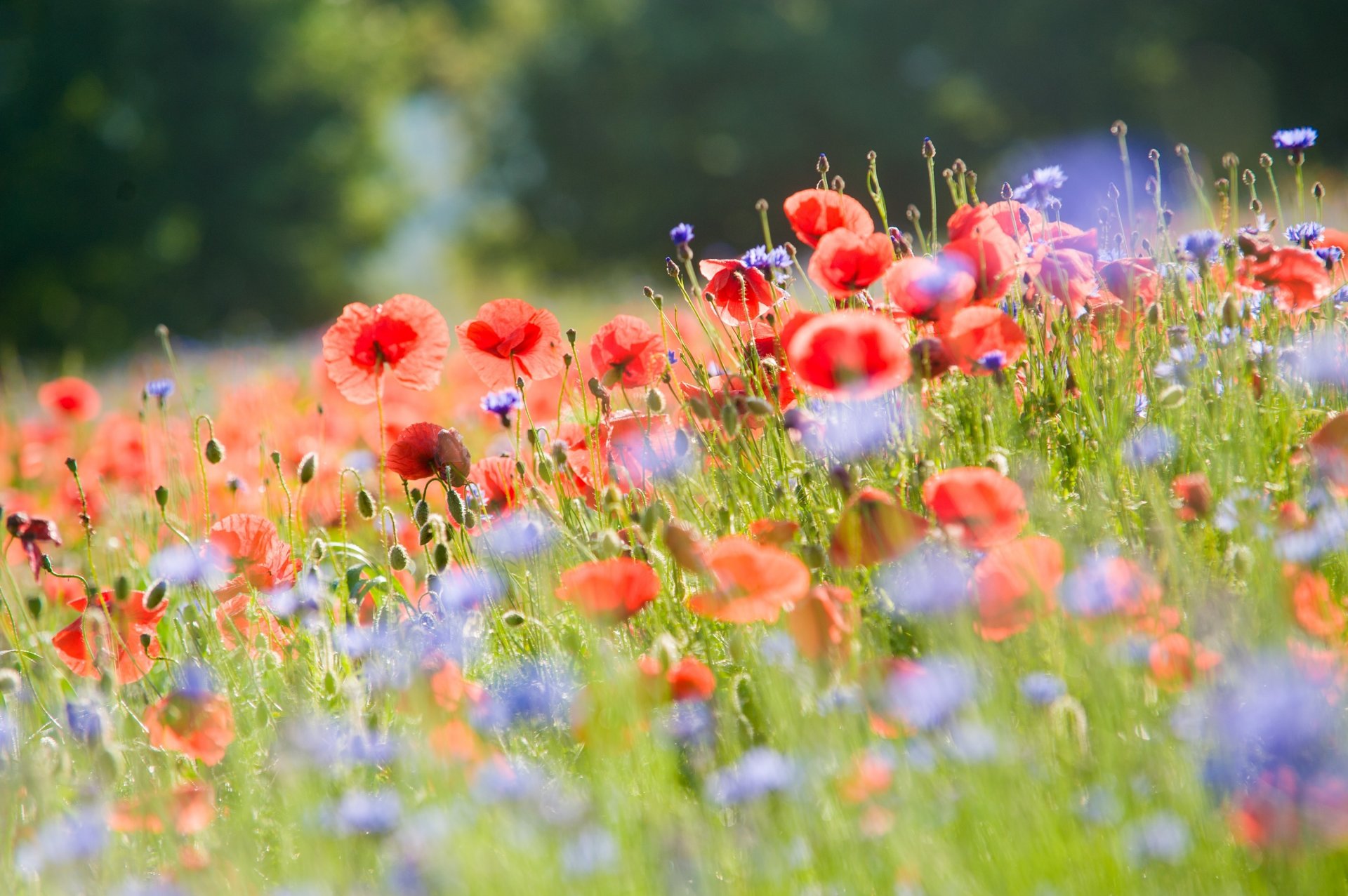 coquelicots bleuets fleurs champ lumière été nature flou