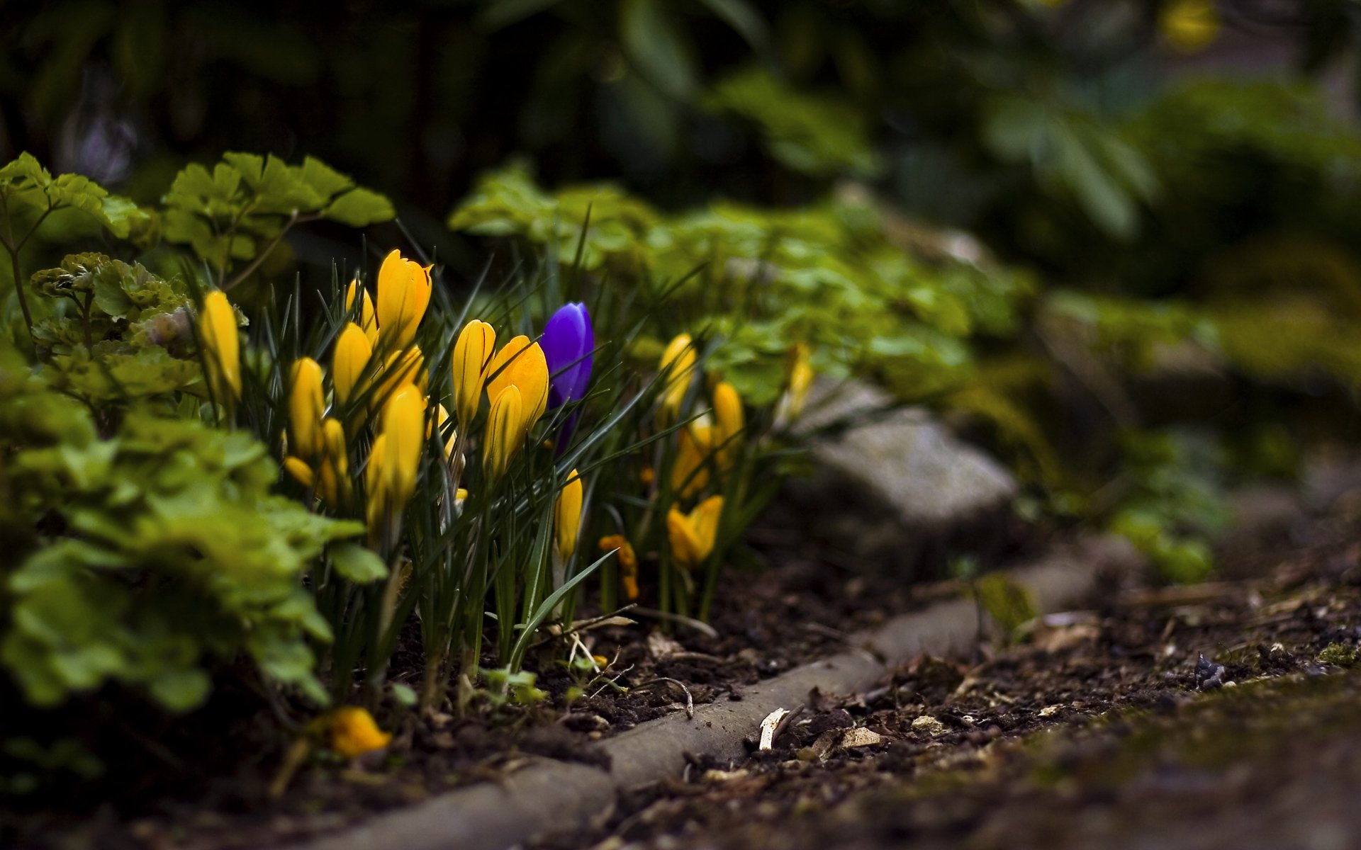 pring flower crocus grass land close up leave