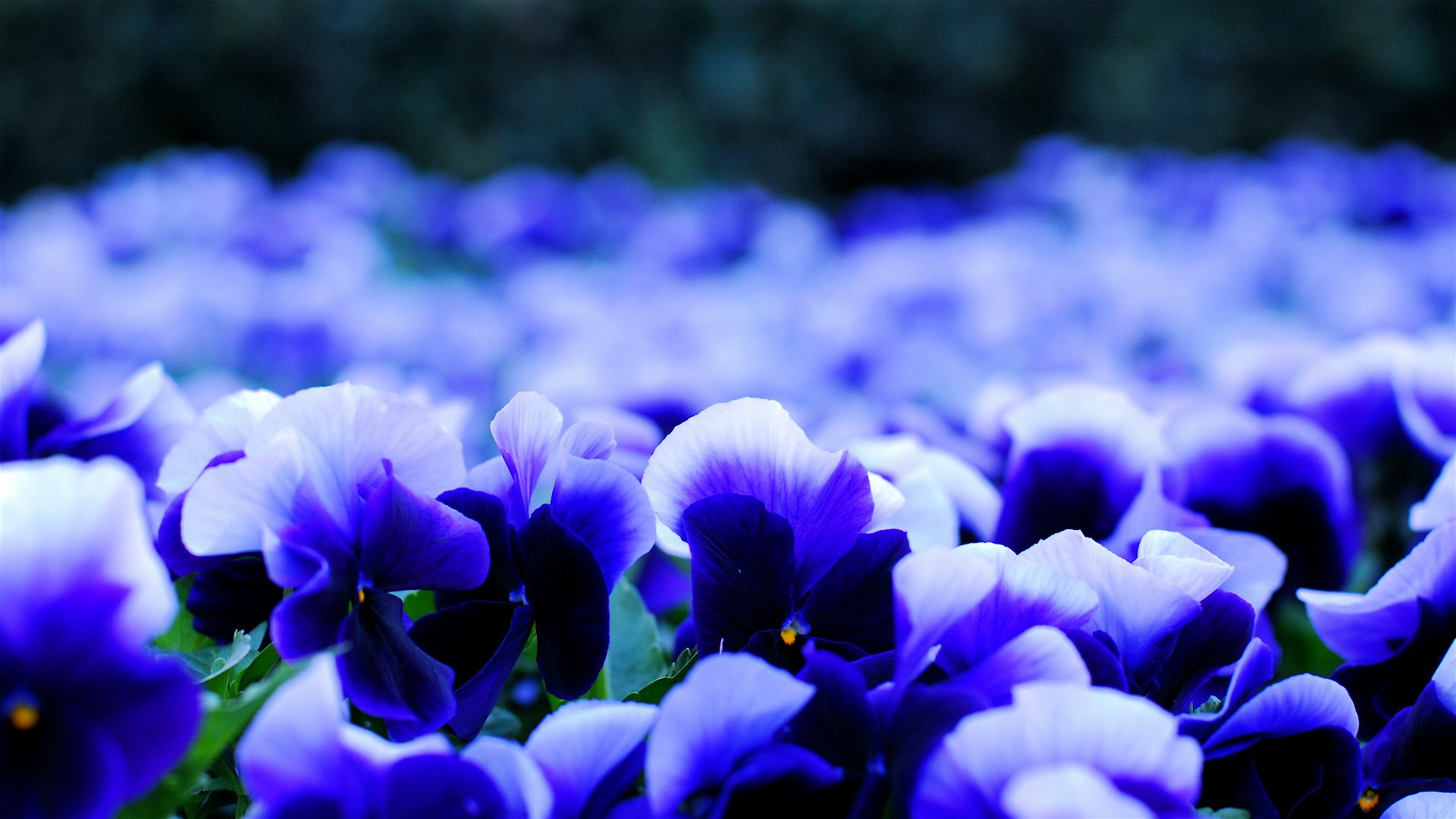 pensées viola blanc et bleu pétales fleurs flou