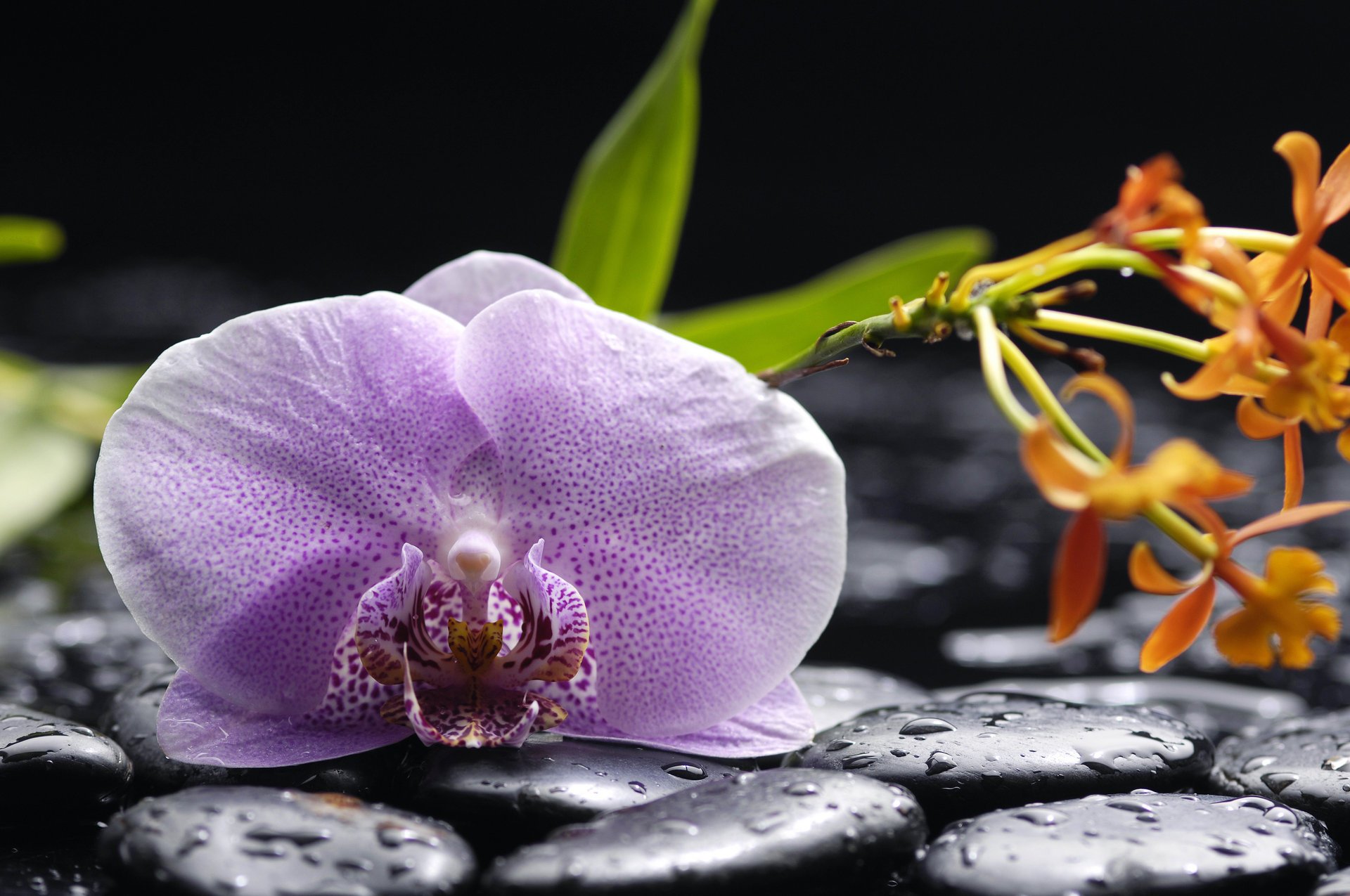 orchidee flieder blütenblätter schönheit wasser tropfen schwarze steine blumen zärtlichkeit orchideen phalaenopsis flieder schwarze steine