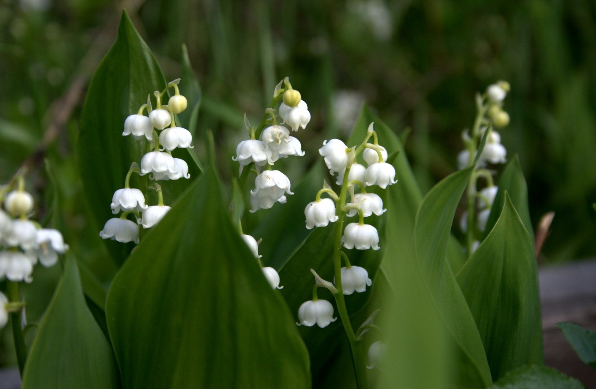 lirios del valle blanco hojas