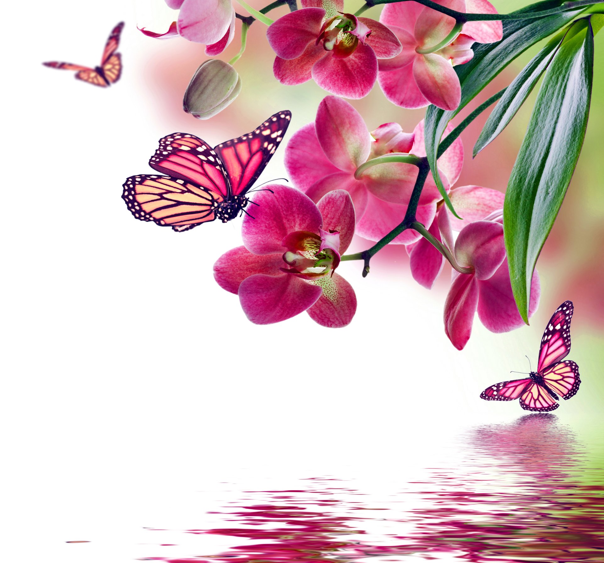 orchid pink water reflection flowers butterflies butterflie