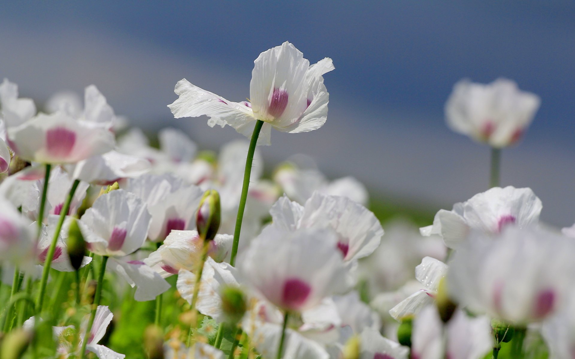 blumen mohnblumen sommer