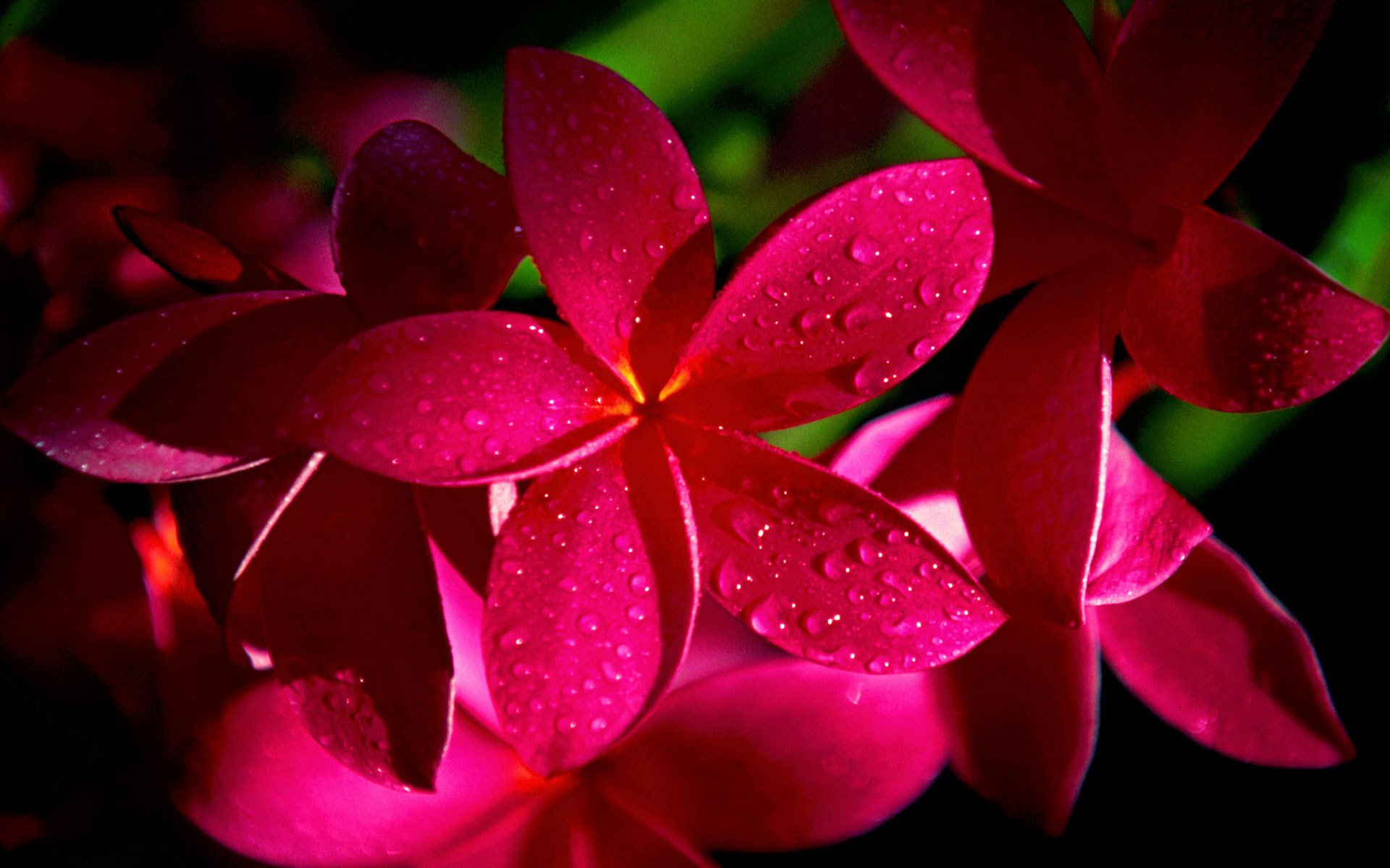 plumeria frangipanier fleurs rouge rosée gouttes