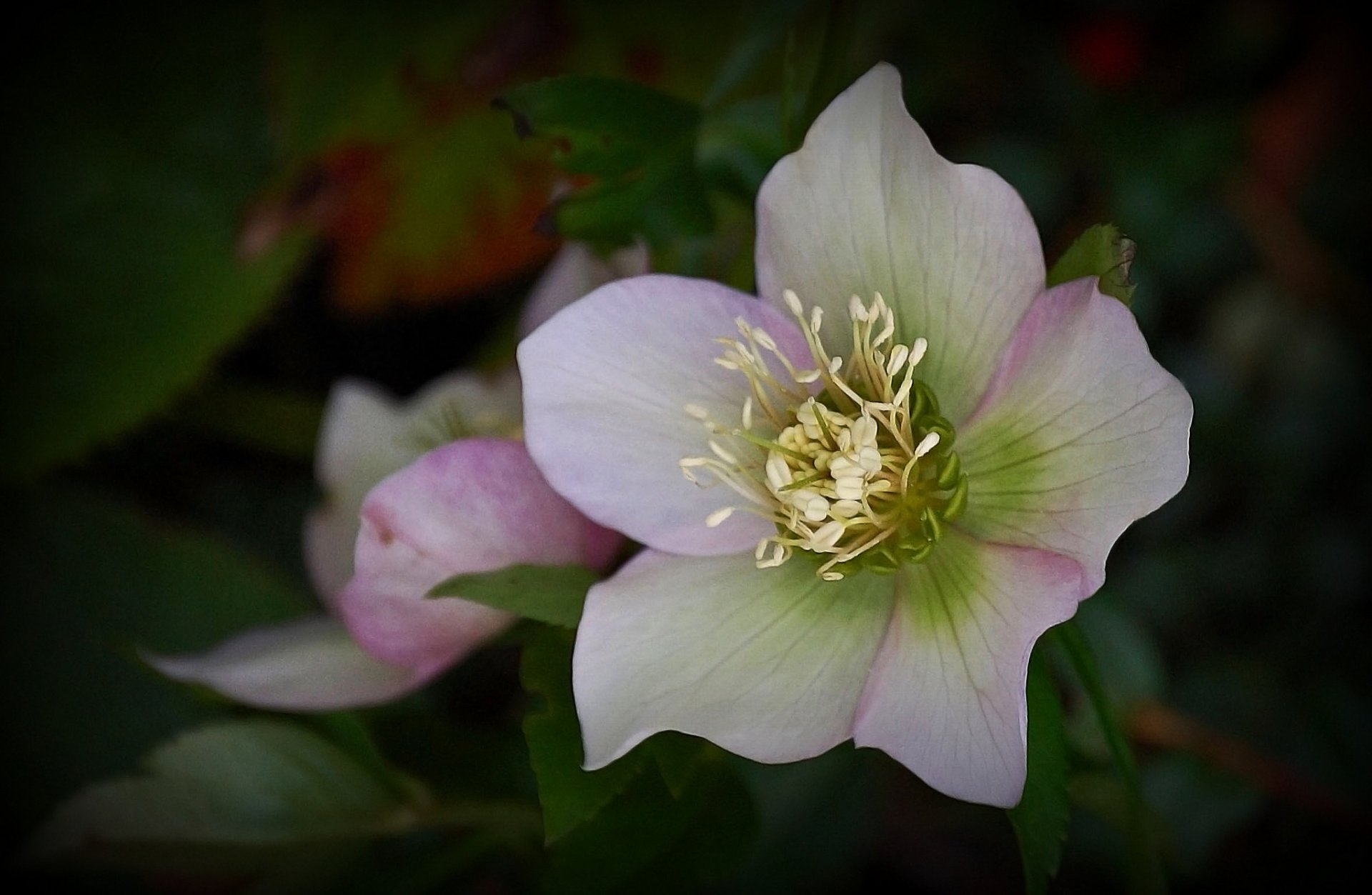 blume weiß-rosa hintergrund dunkel