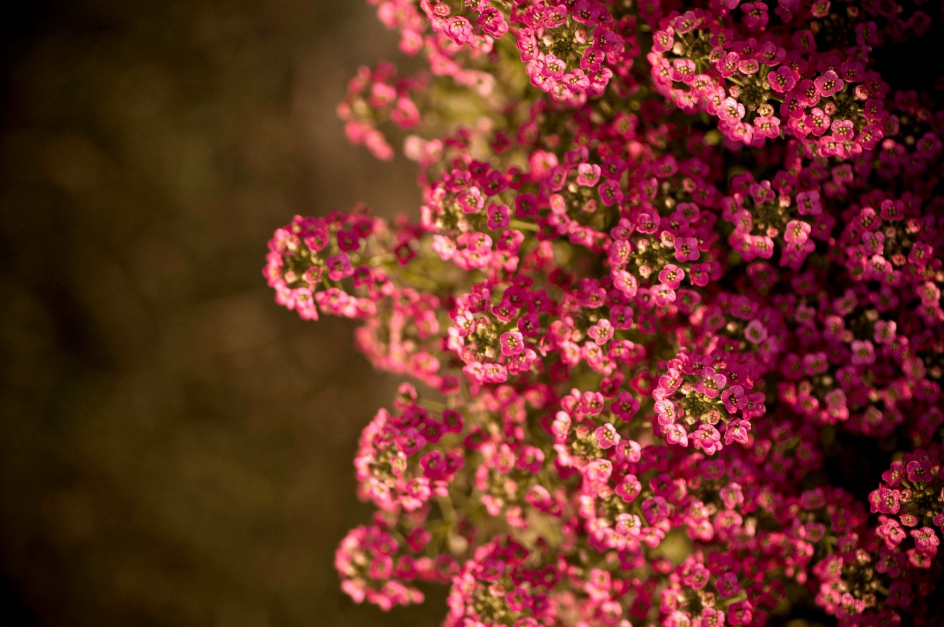 fleurs été soleil nature été