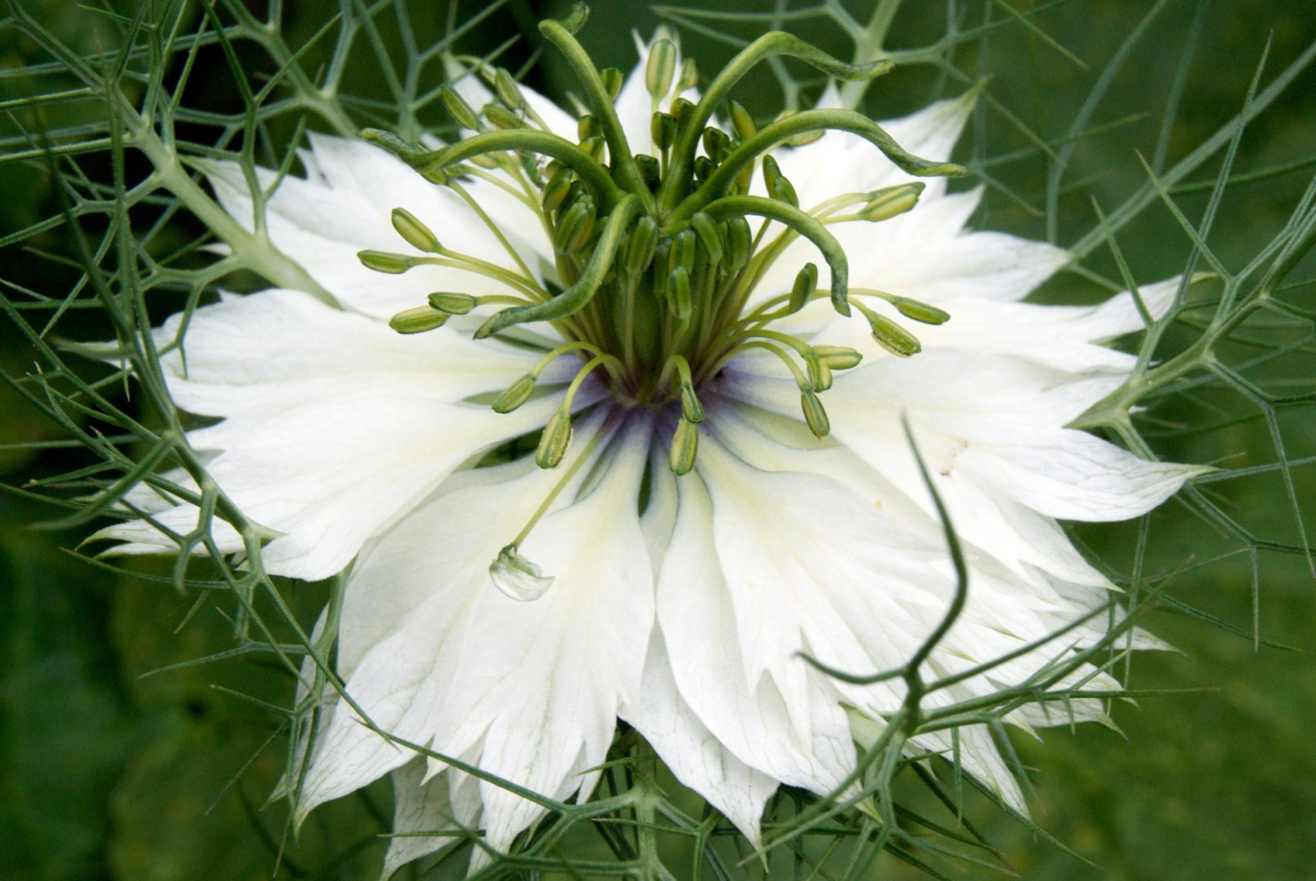 fondo blanco pétalos macro nigella