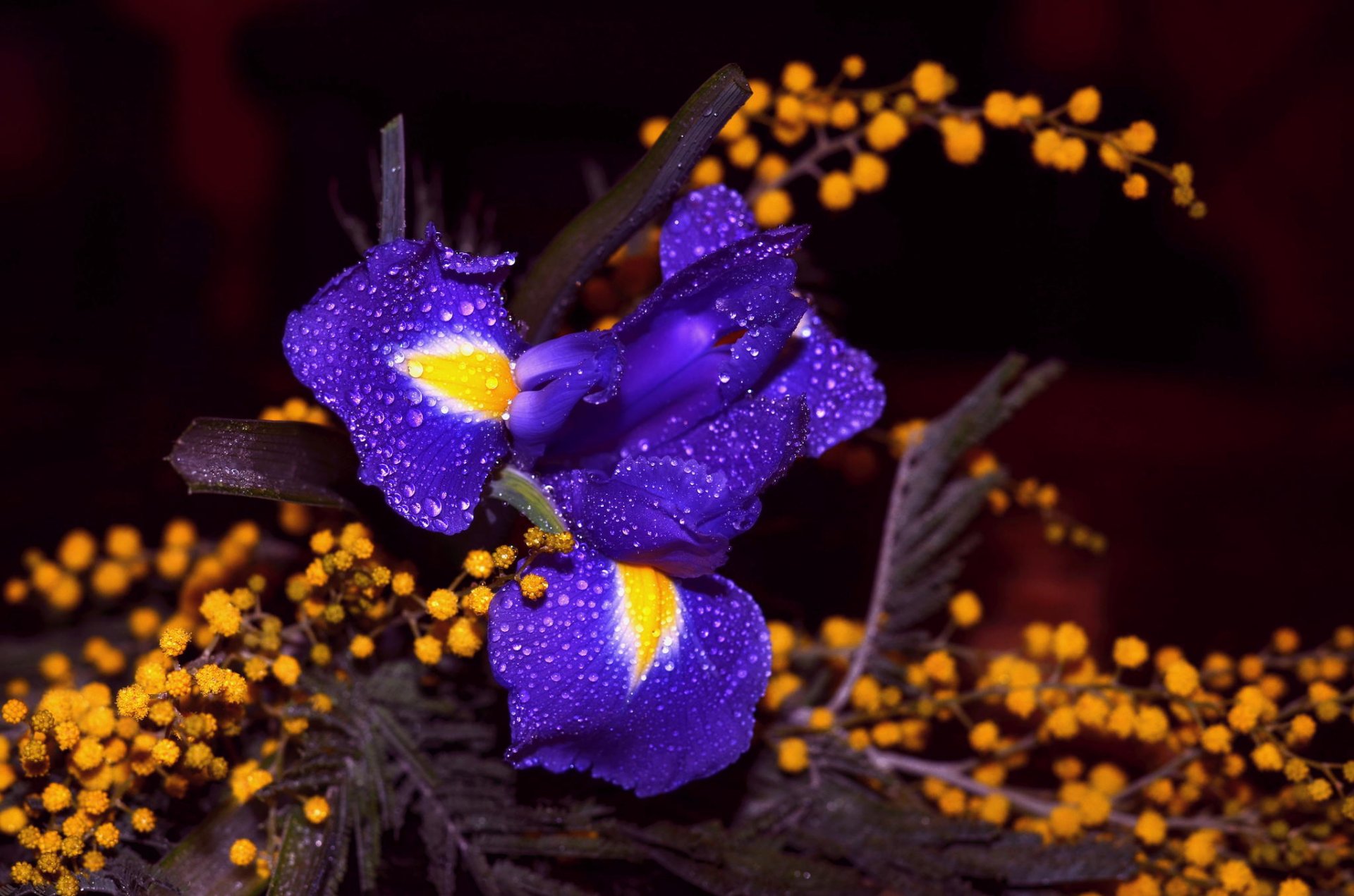 petals drops bokeh