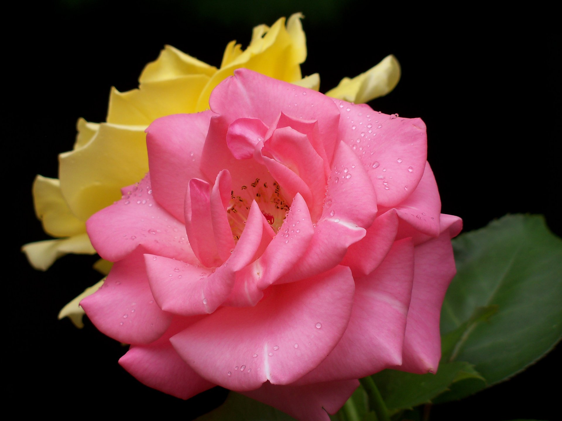 roses pétales gouttes tendresse