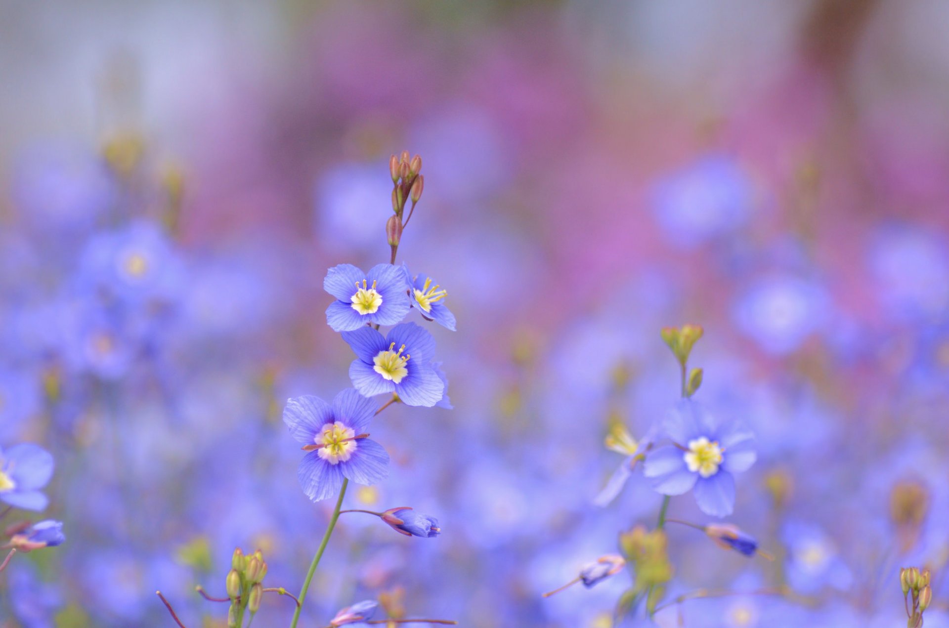 fleurs bleu bleu heliophila à feuilles longues