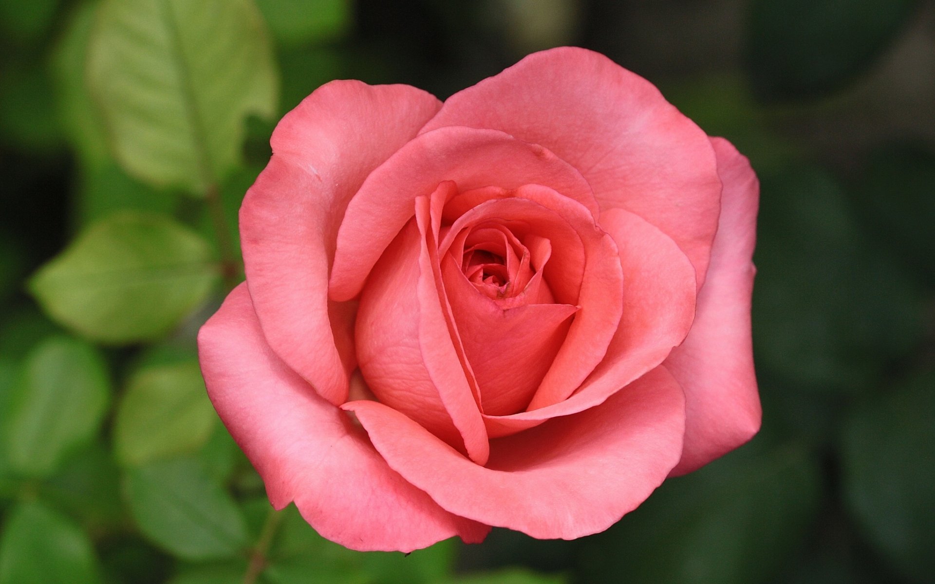 rose bud close up