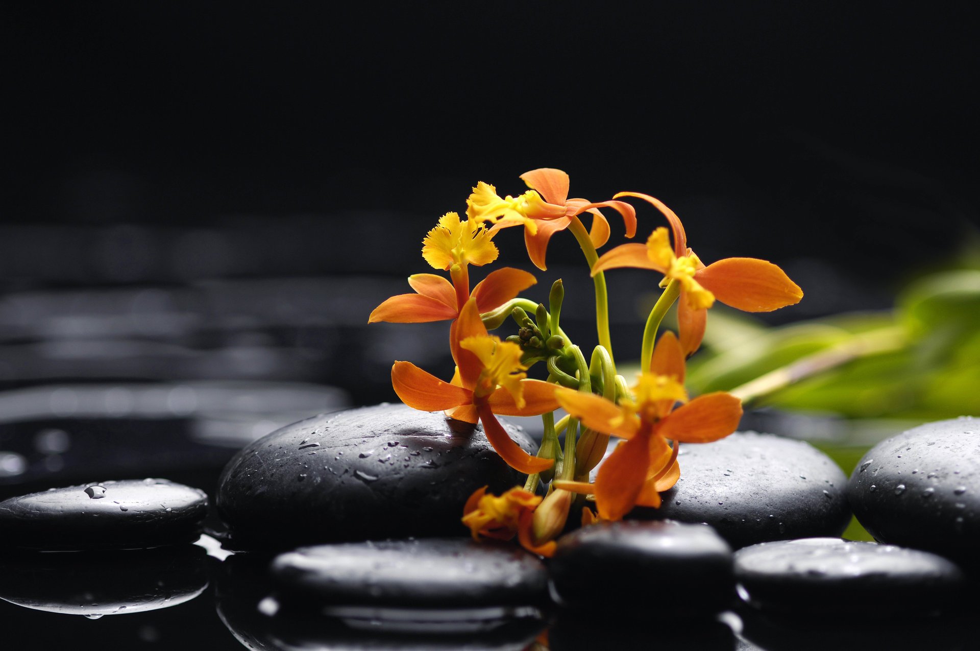 orquídea naranja pétalos belleza agua gotas piedras negras flores ternura orquídeas naranja piedras negras