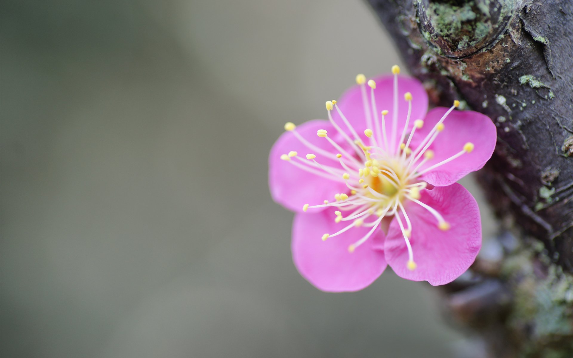 flower branch tree sakura