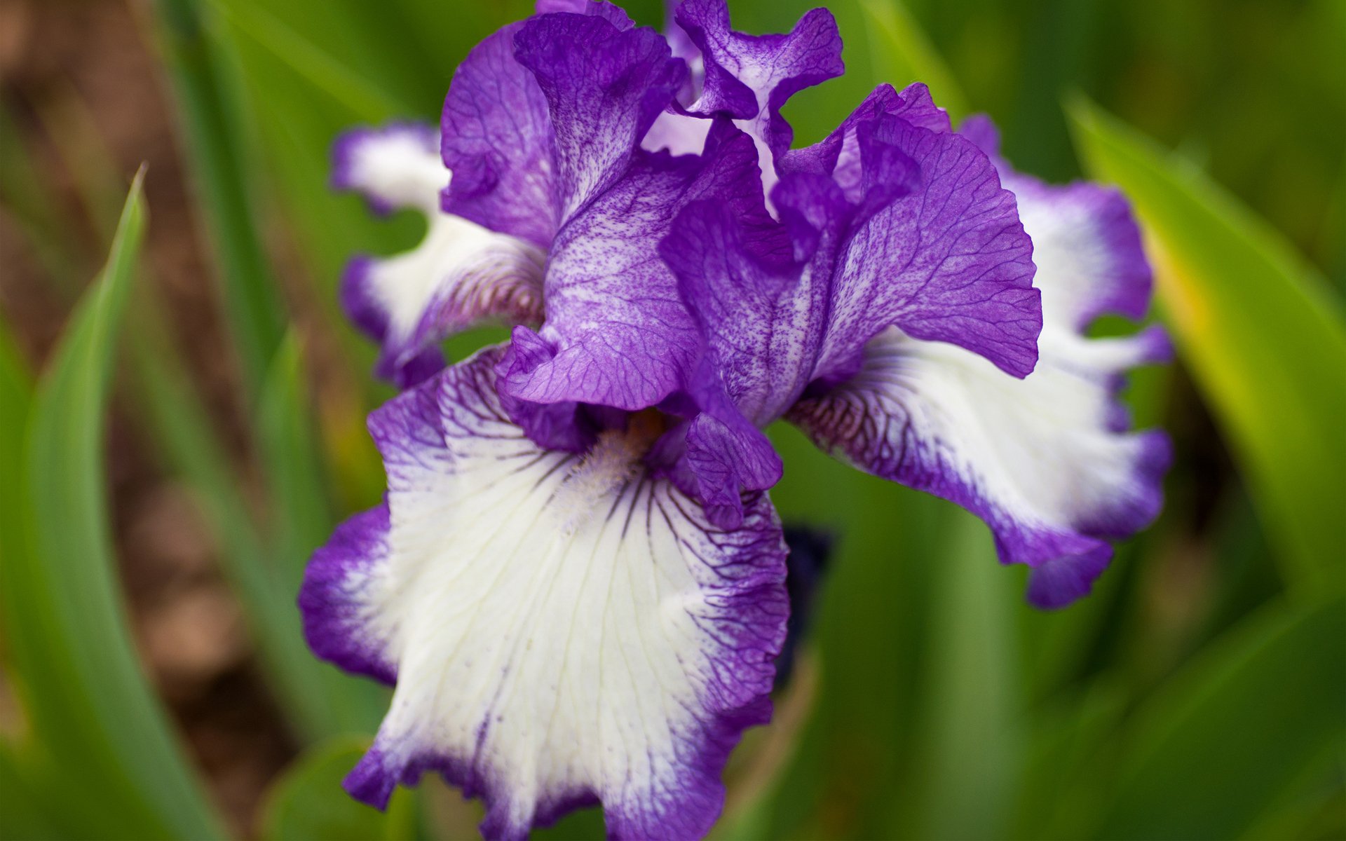 iris flor blanco-púrpura macro verano