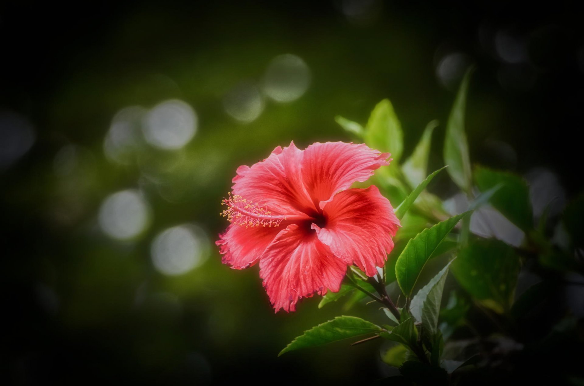 hibisco rosa desenfoque fondo