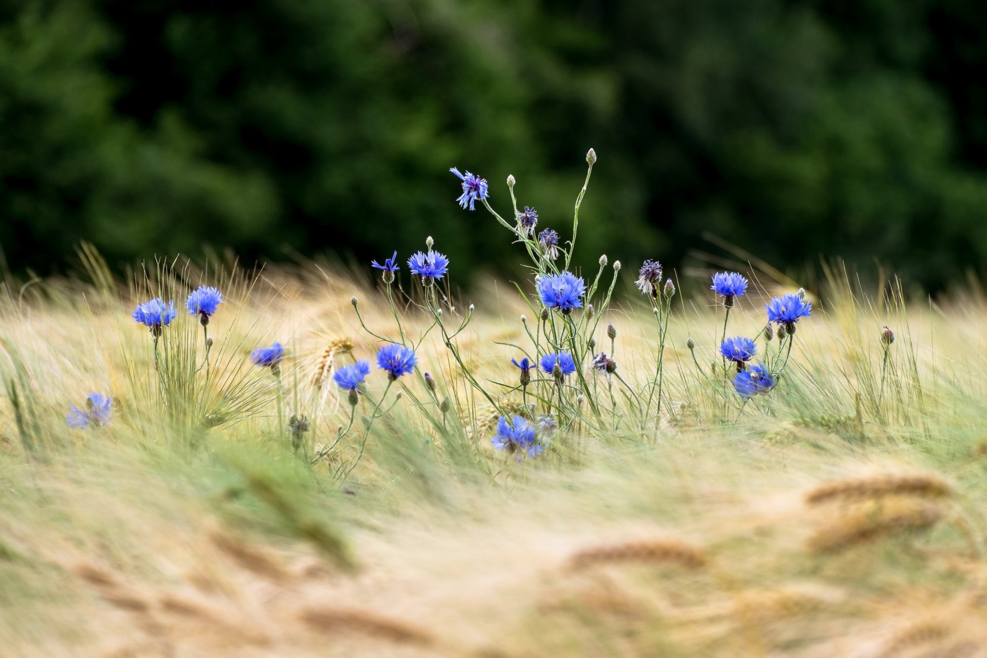 campo trigo espigas flores acianos bokeh