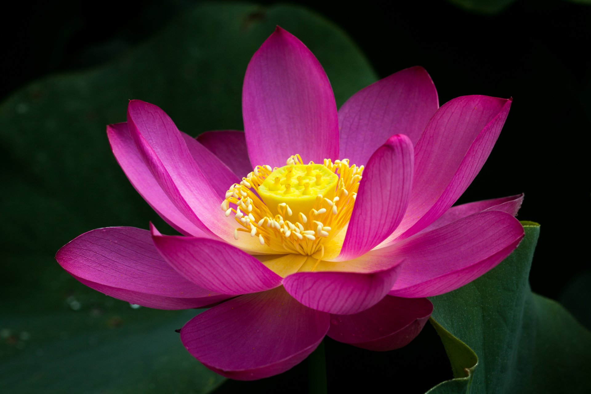 flower lotus pink pond