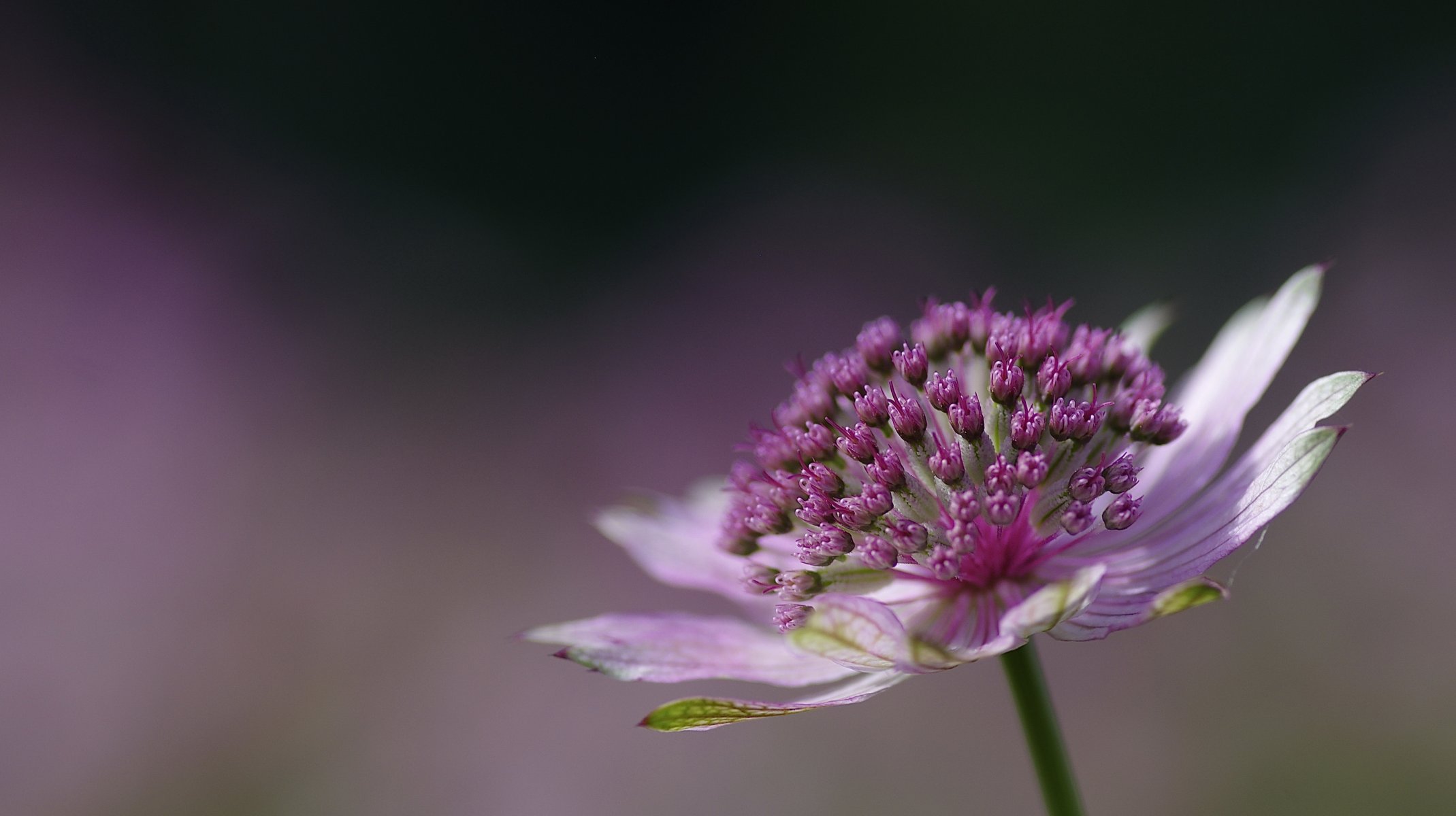 kwiat różowy astrantia bokeh