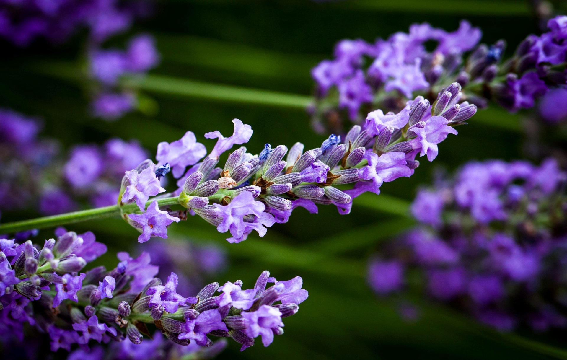 lavande fleurs tige gros plan flou nature