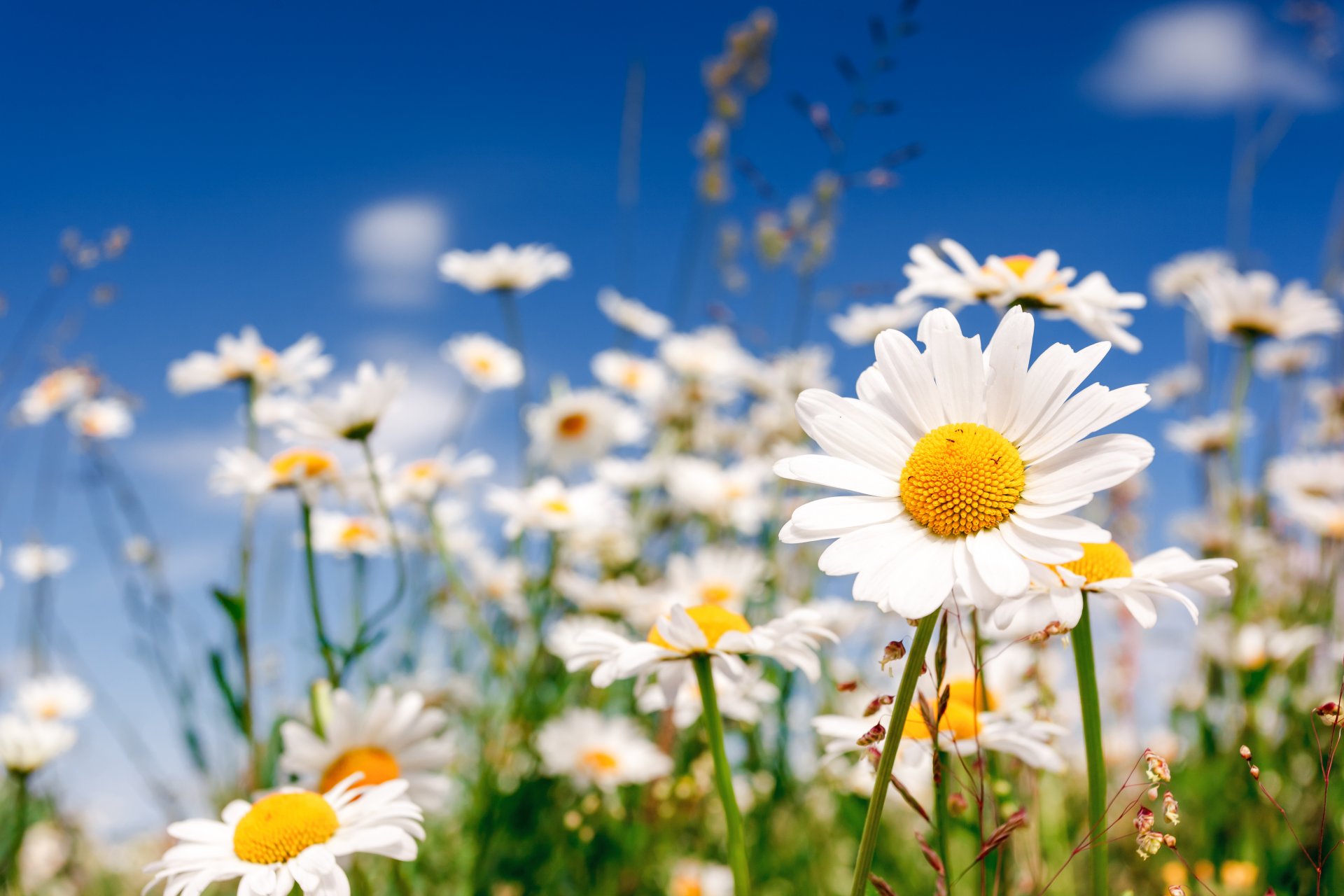 feld blumen gänseblümchen wildblumen