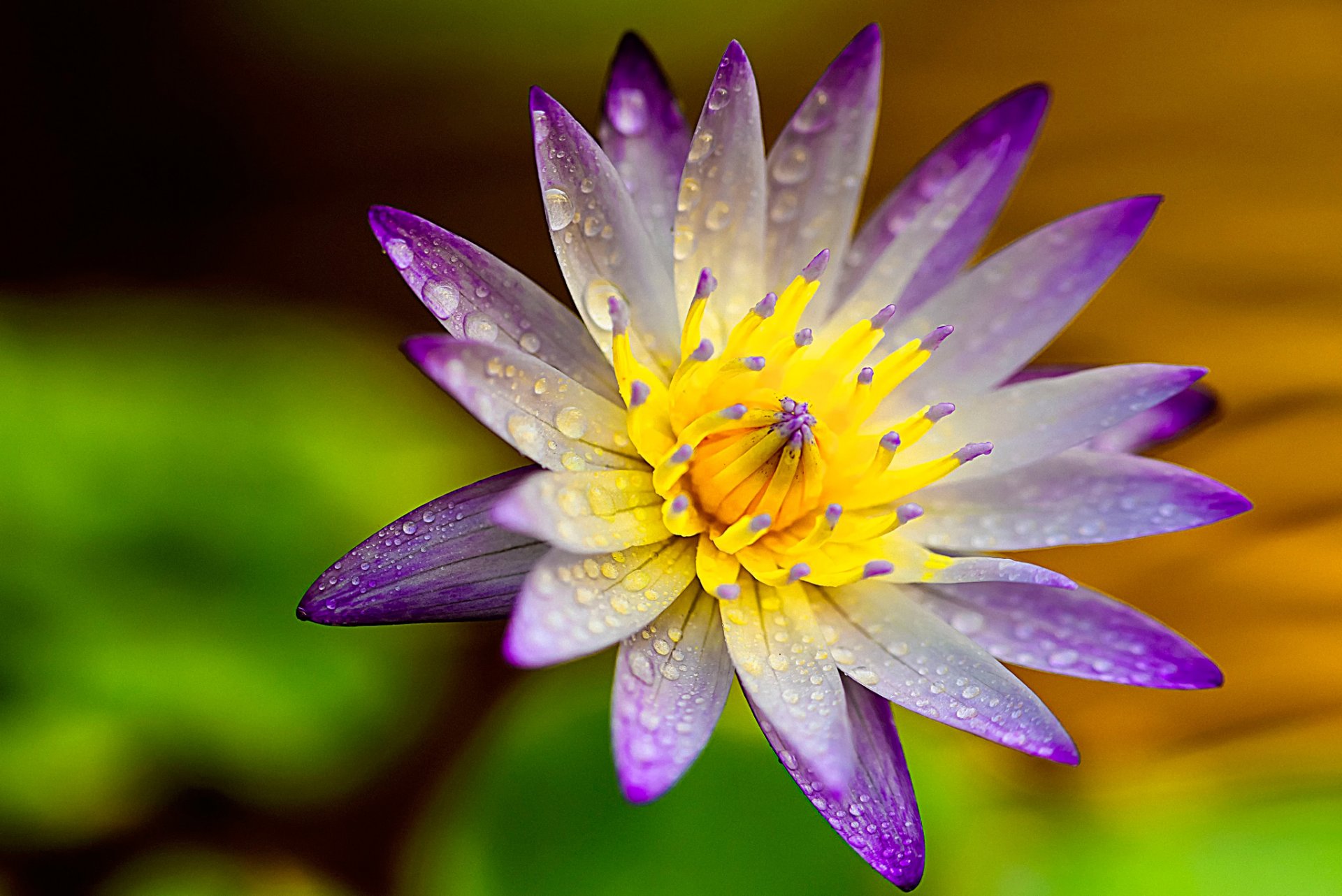 lotus close up petal