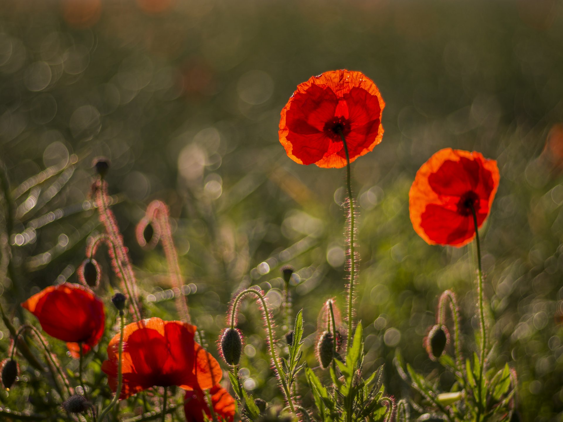 poppies red petals flower grass reflections blur