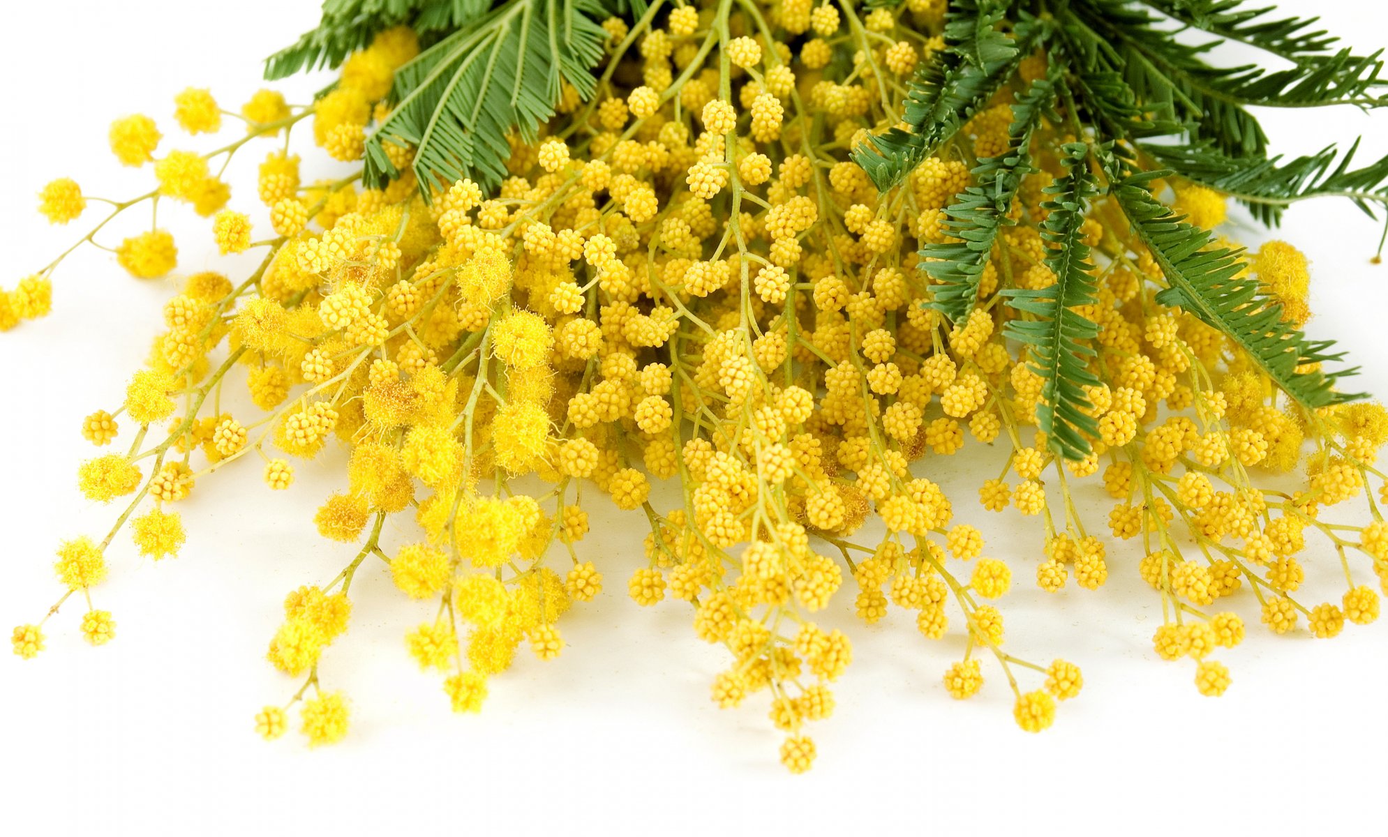 frühling blumen mimose gelb dünn frühling