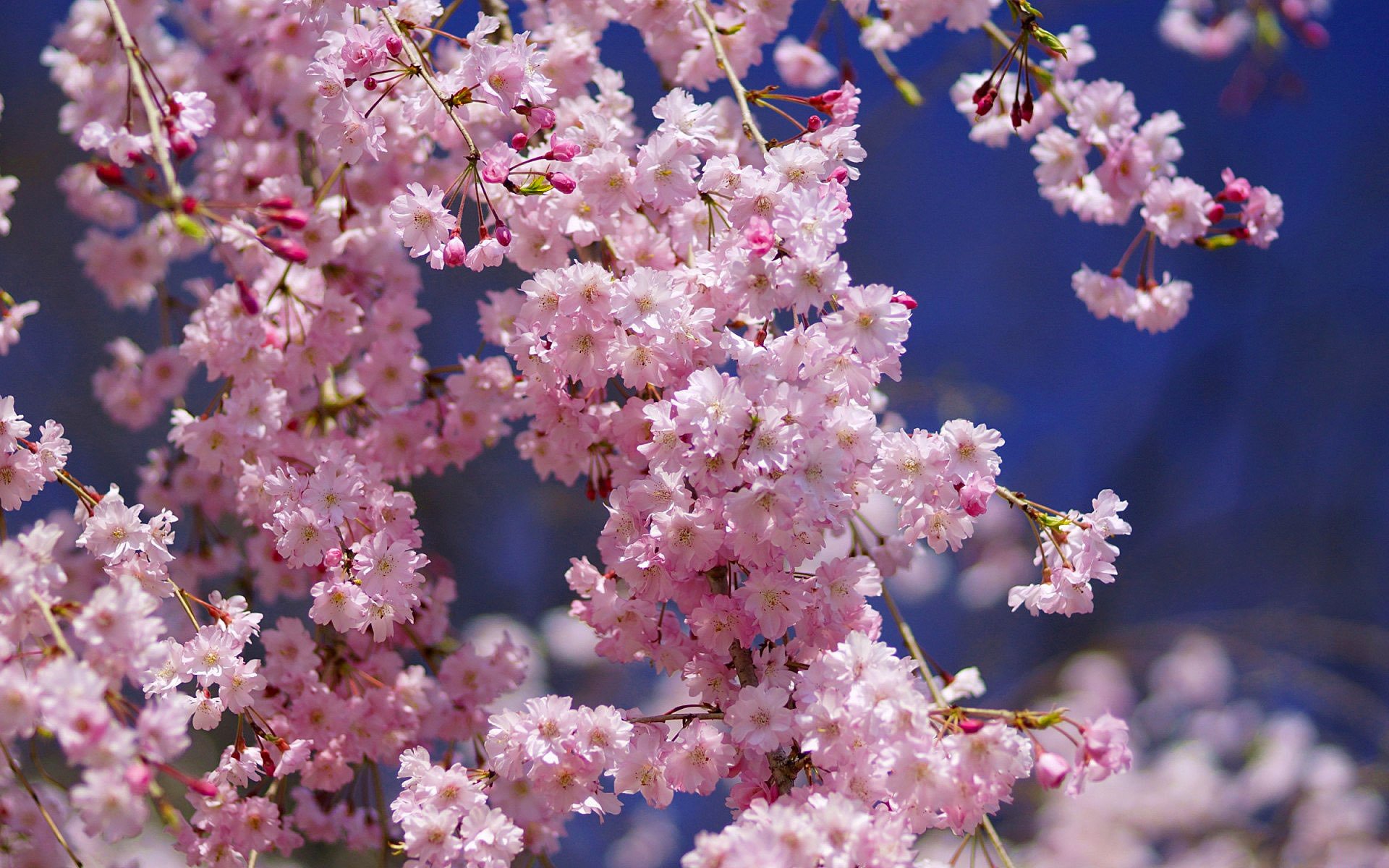 makro sakura wiśnia kwiaty