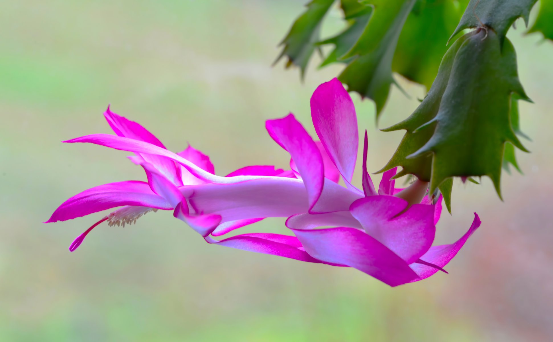 kaktus blüte rosa blütenblätter