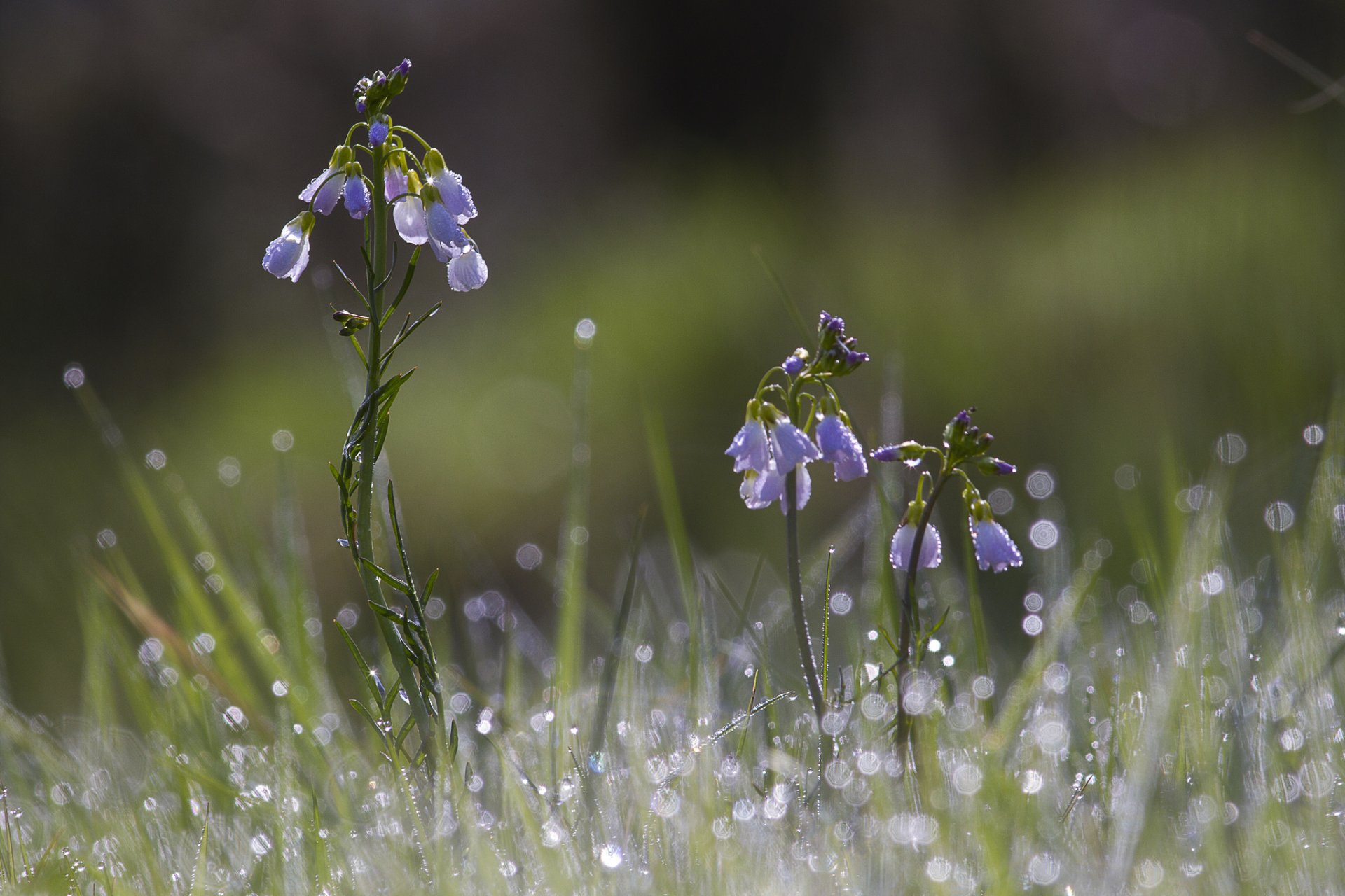 flower blue grass rosa drops reflection