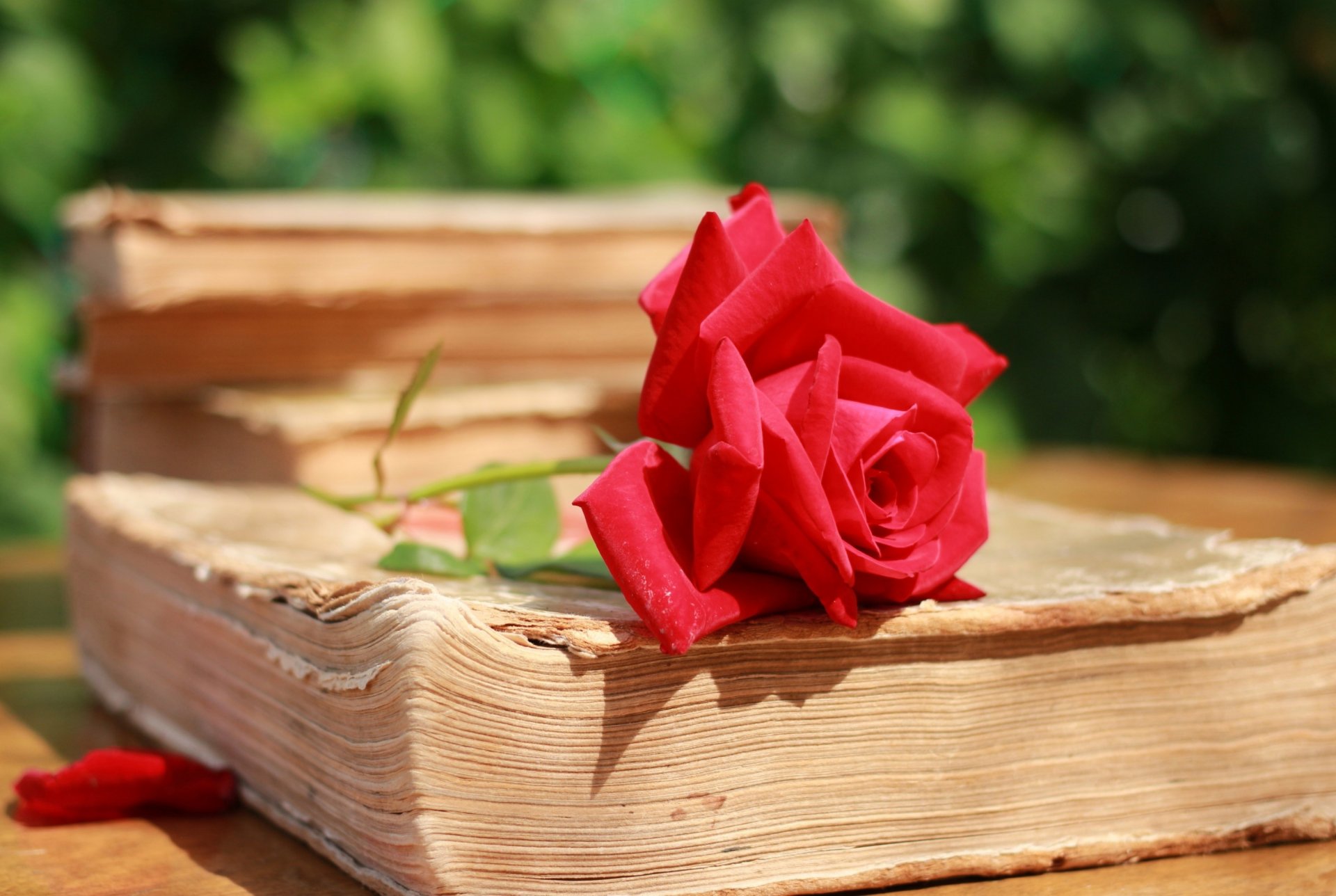 red rose petals pages book close up